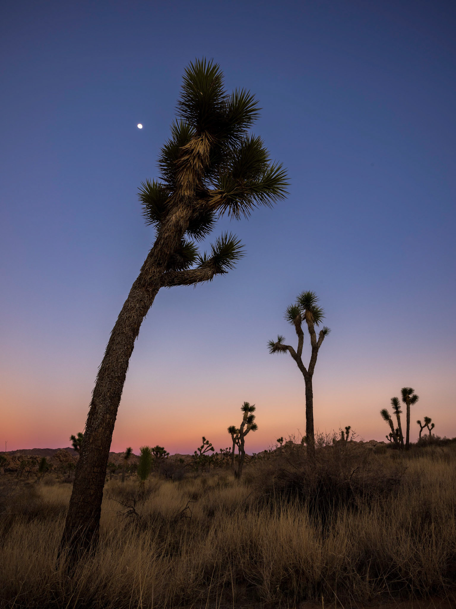 Joshua Tree