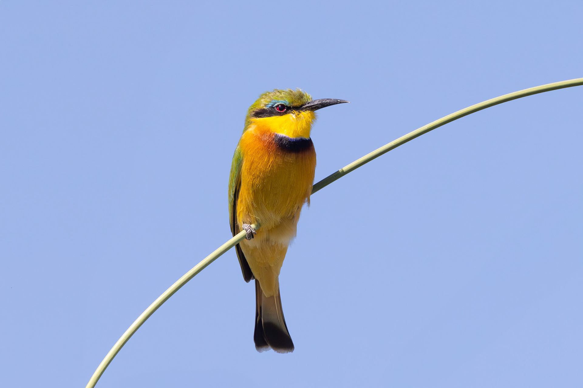 Little Bee-Eater