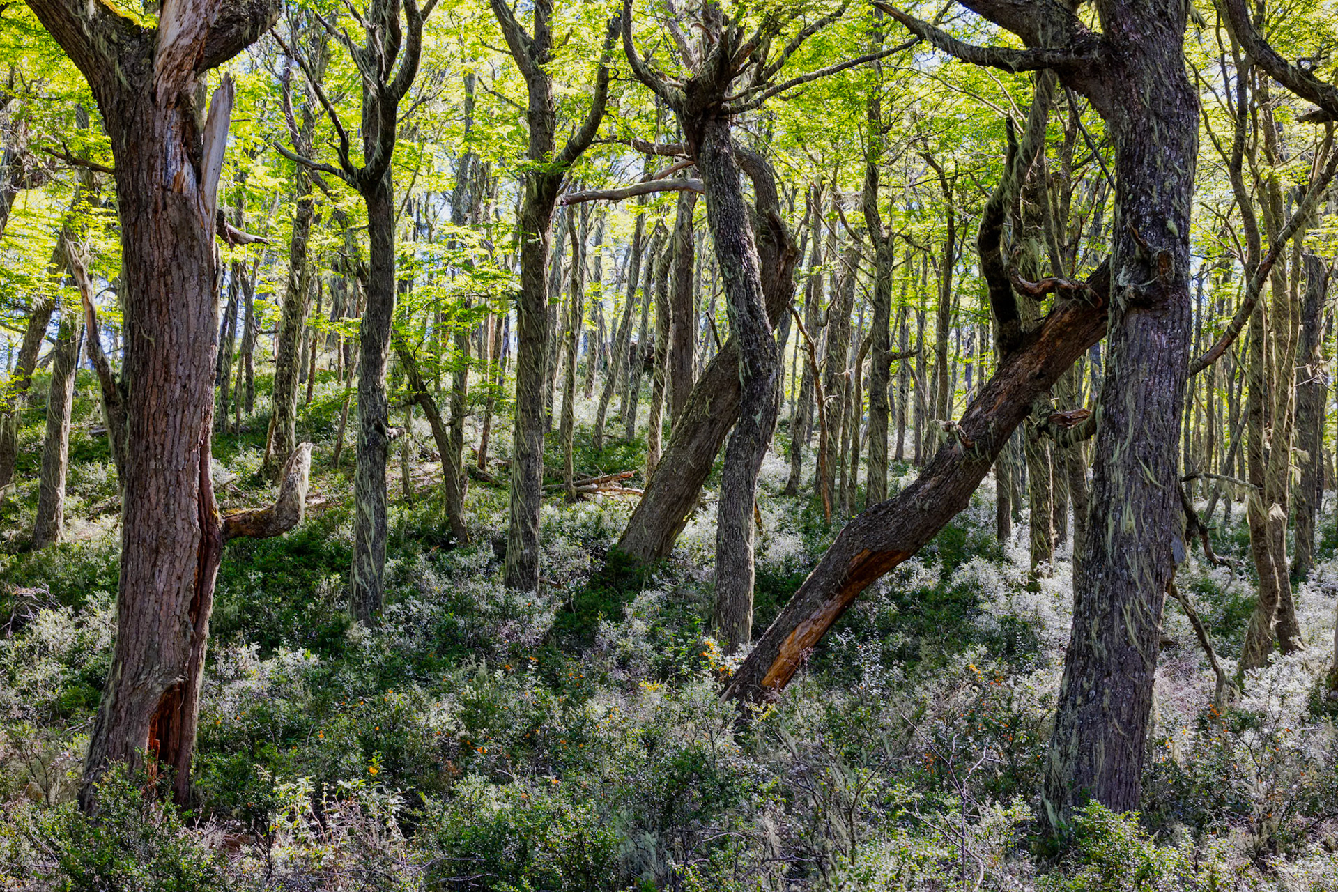 Coyhaique National Reserve, Southern Beach Tree with Usnea lichen (Beard's moss)