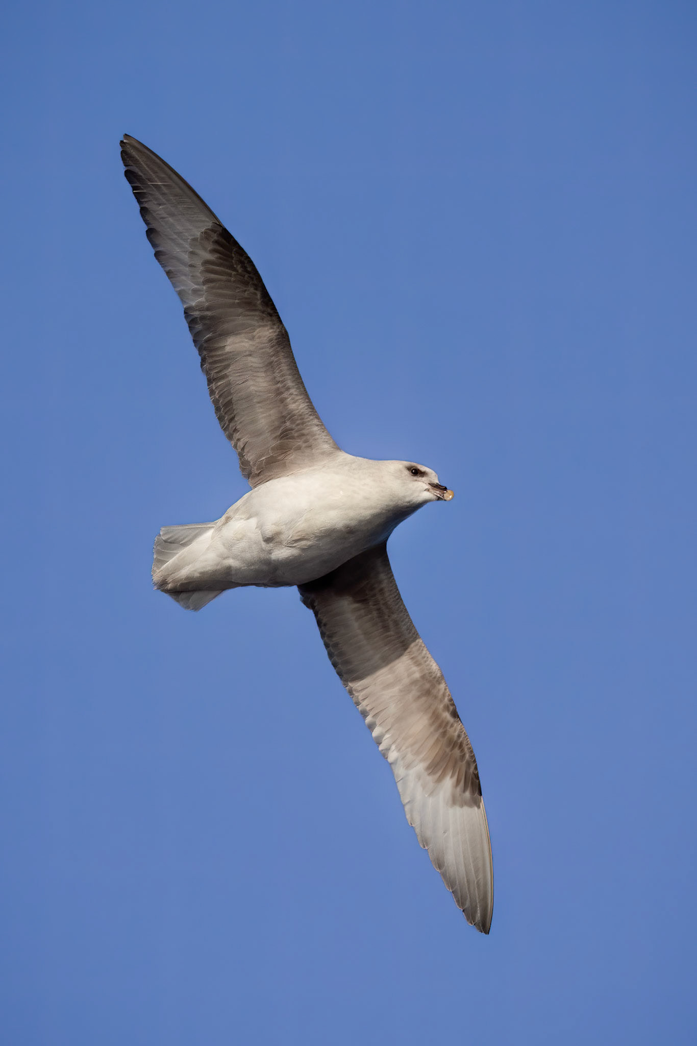 Northern Fulmar