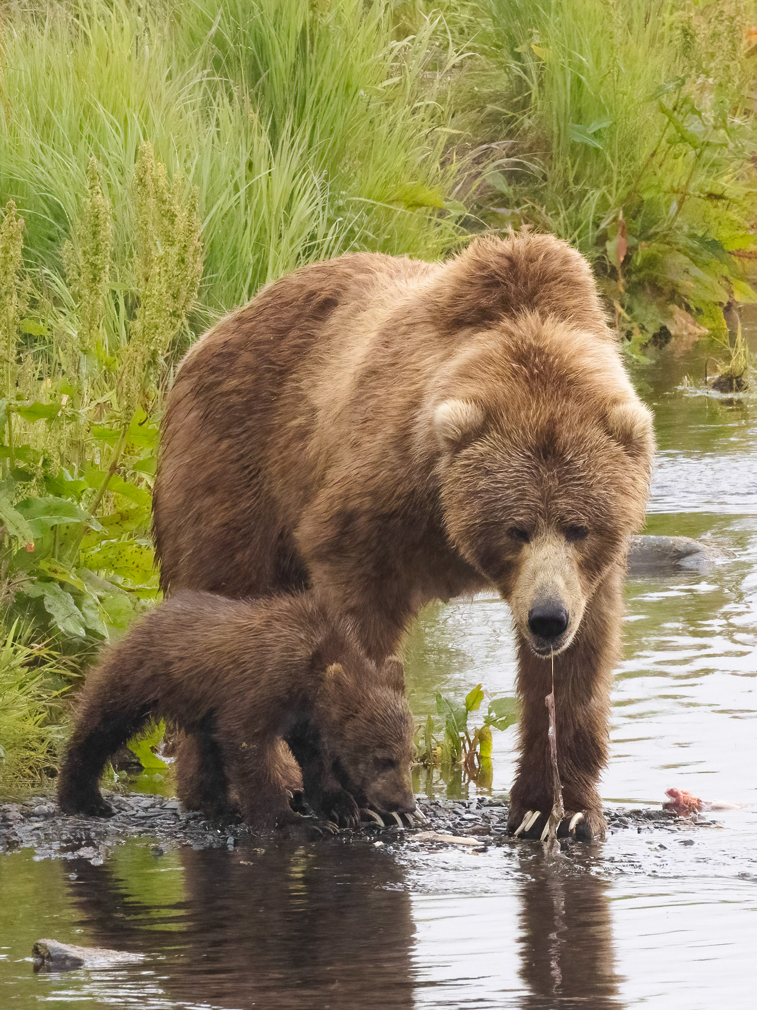Sow with  Spring Cub