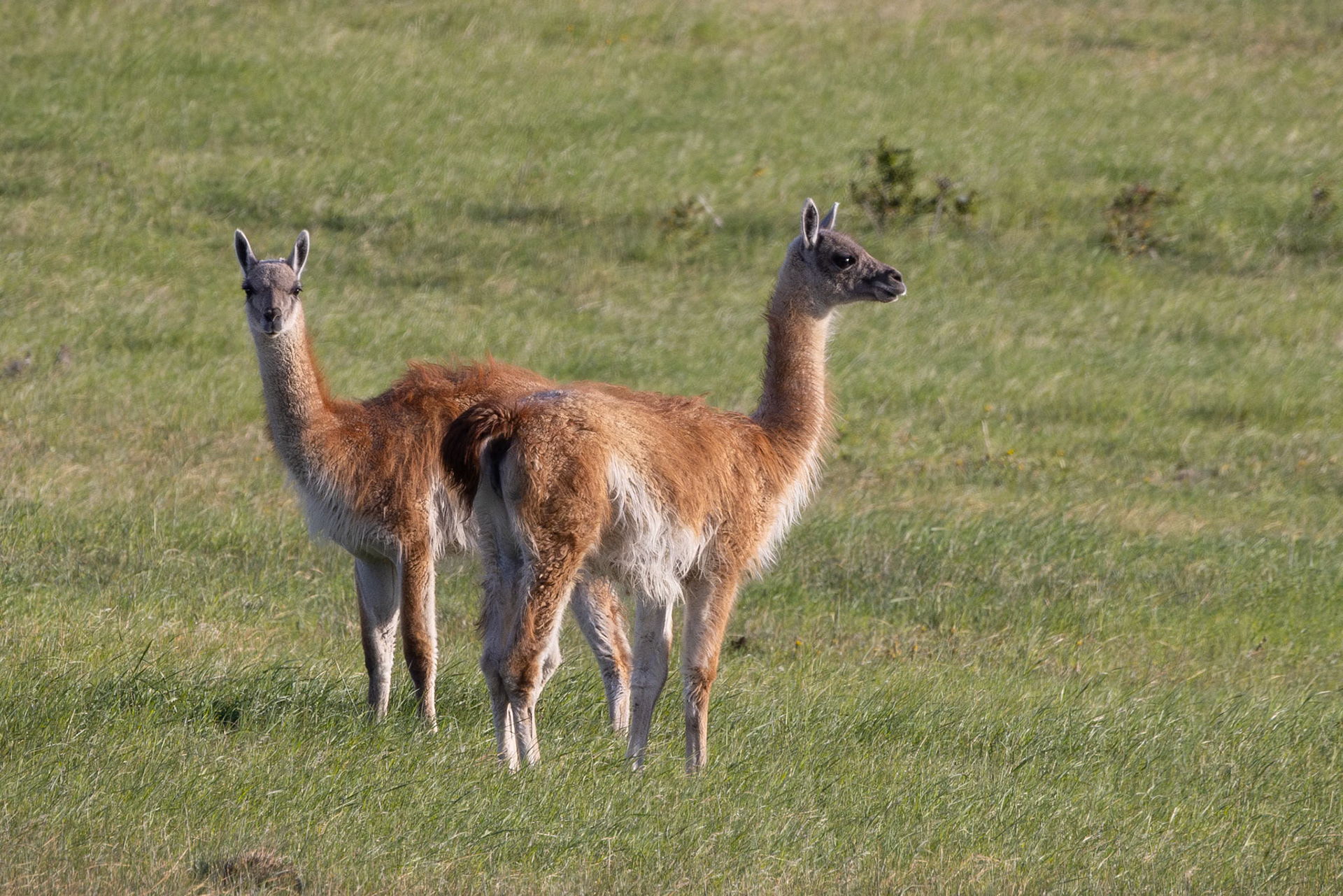 Guanaco