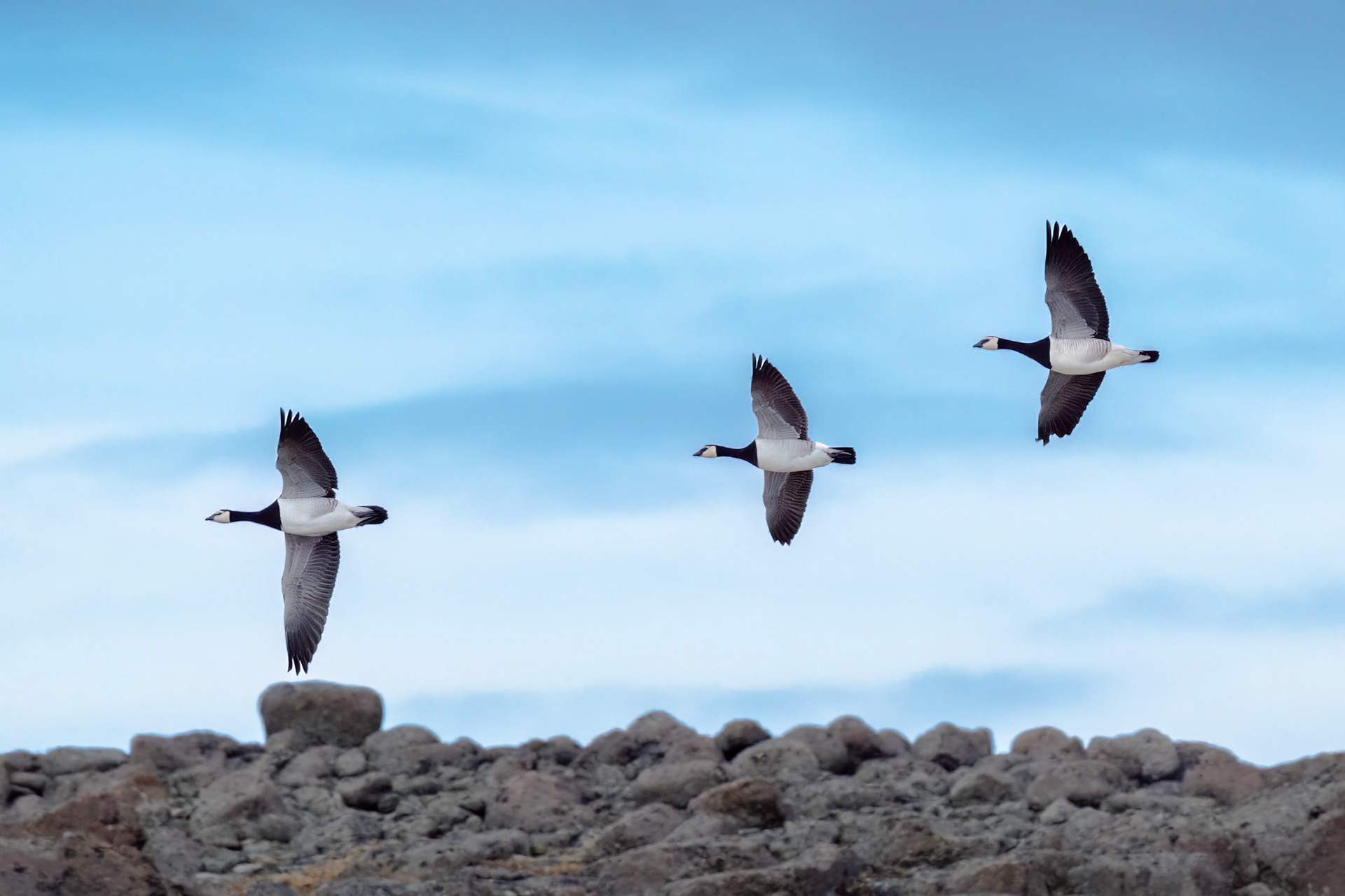 Barnacle Geese
