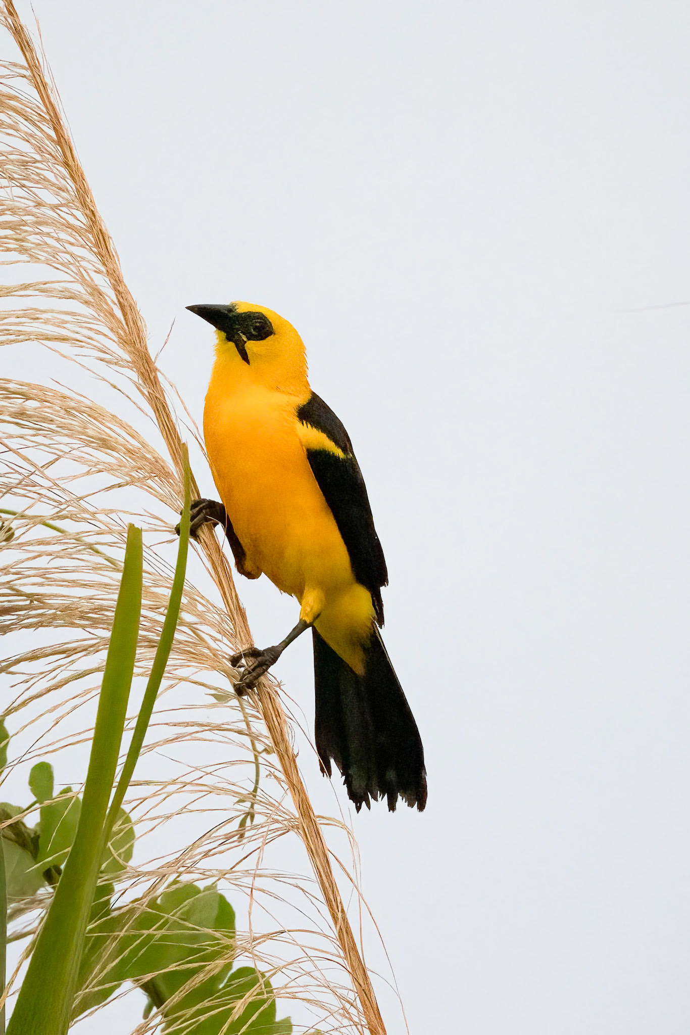 Oriole Blackbird