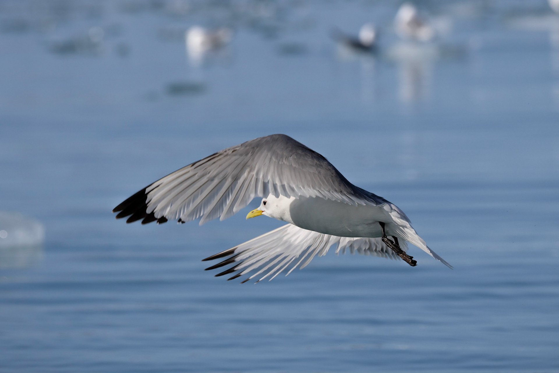 Black-Legged Kittiwake