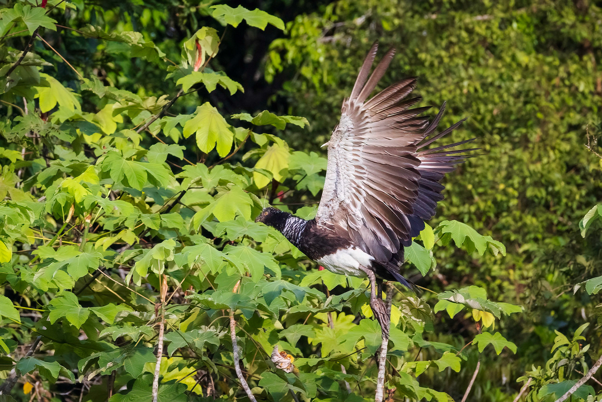 Horned Screamer