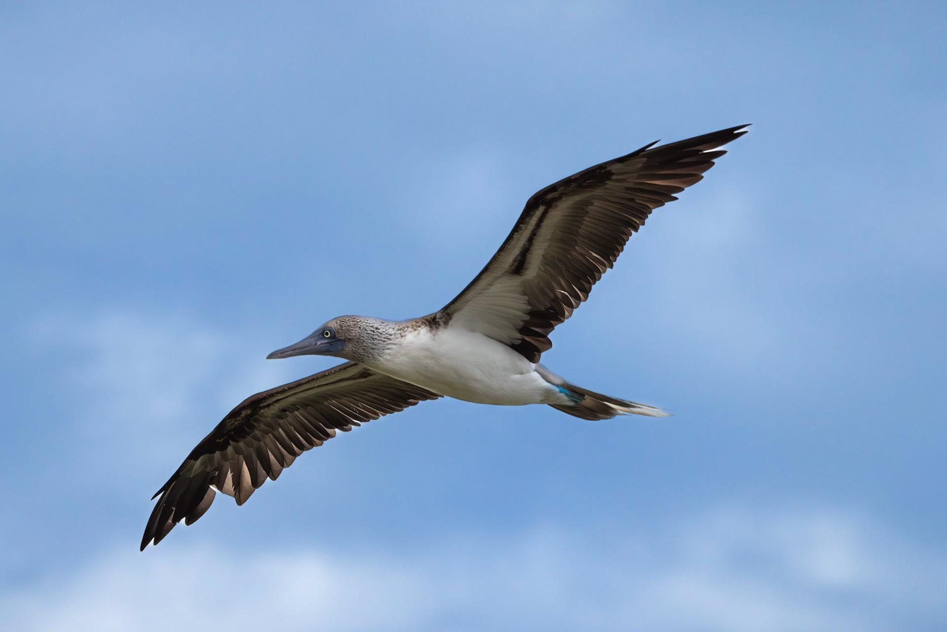 Blue-footed Booby