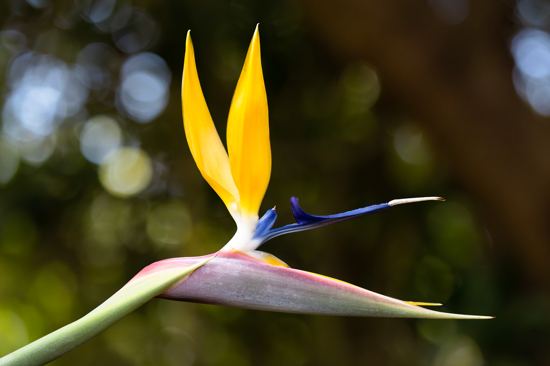 Kirstenbosch Botanical Garden,  Cape Town
