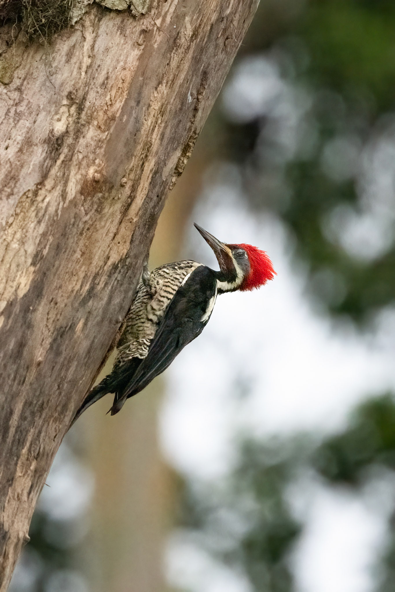 Lineated Woodpecker