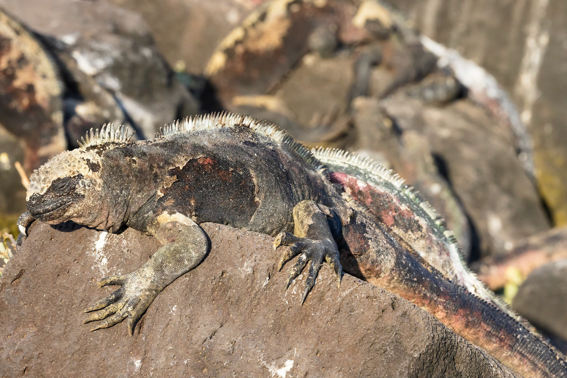 Marine Iguana