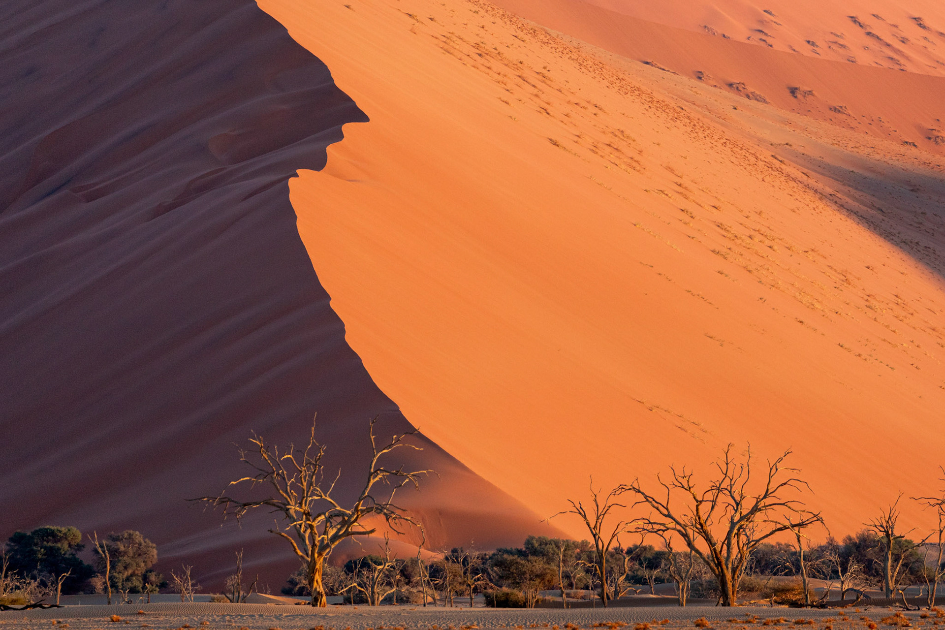 The red dunes of Sossusvlei; Namib-Naukluft National Park