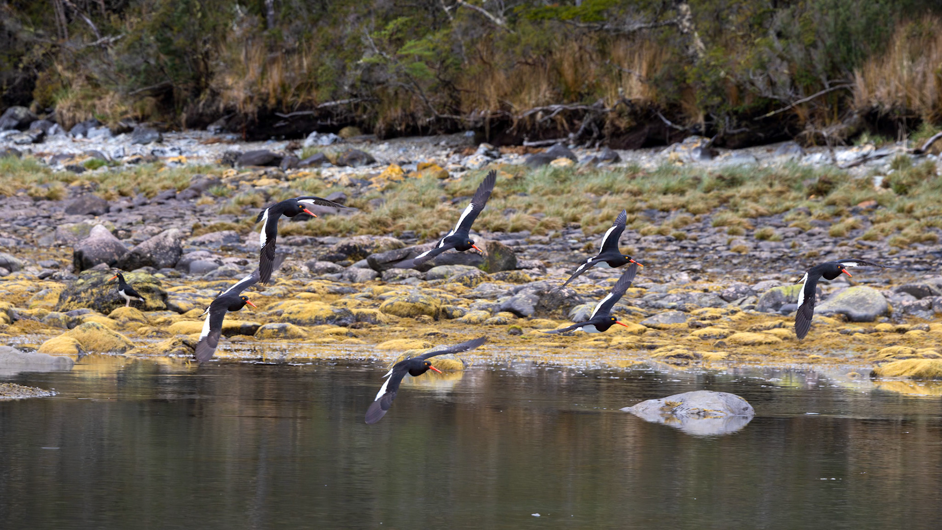 Magellanic Oystercatcher