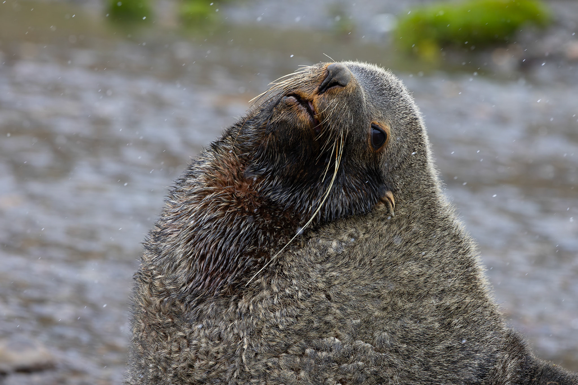 Antarctic (Southern) Fur Seal, Ocean Harbour