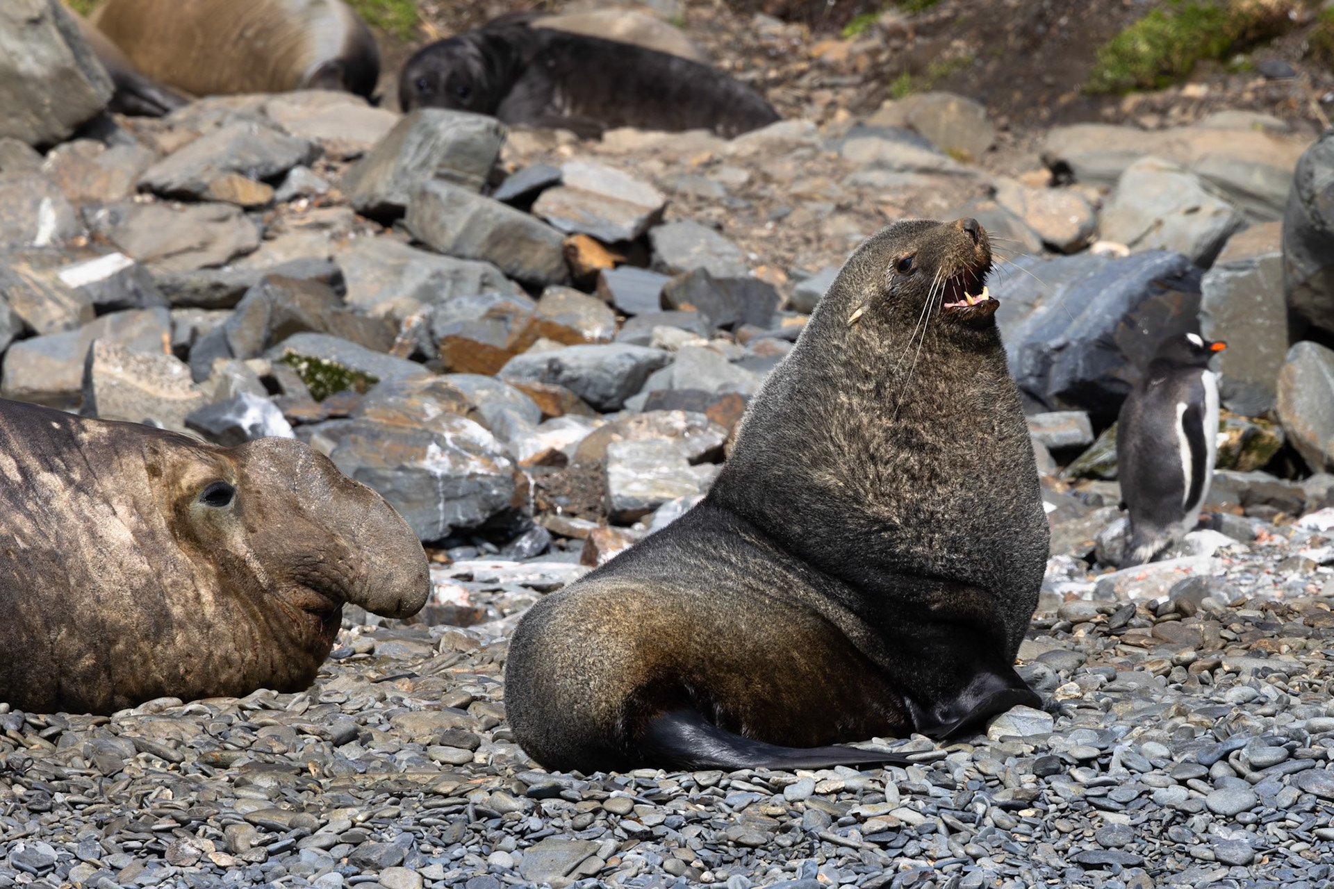 Hercules Bay, Antarctic (Southern) Fur Seal