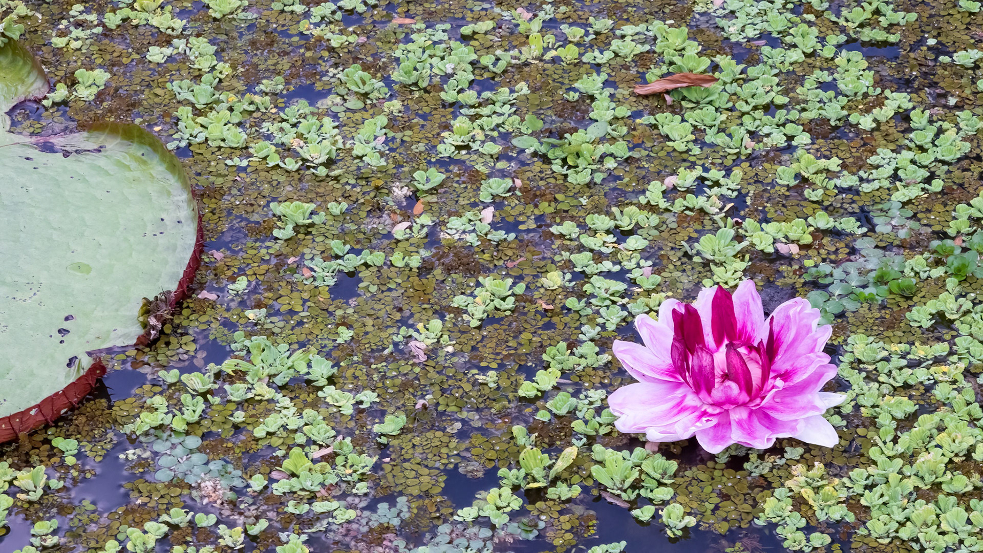 Giant (Victoria Amazonia) Water Lily