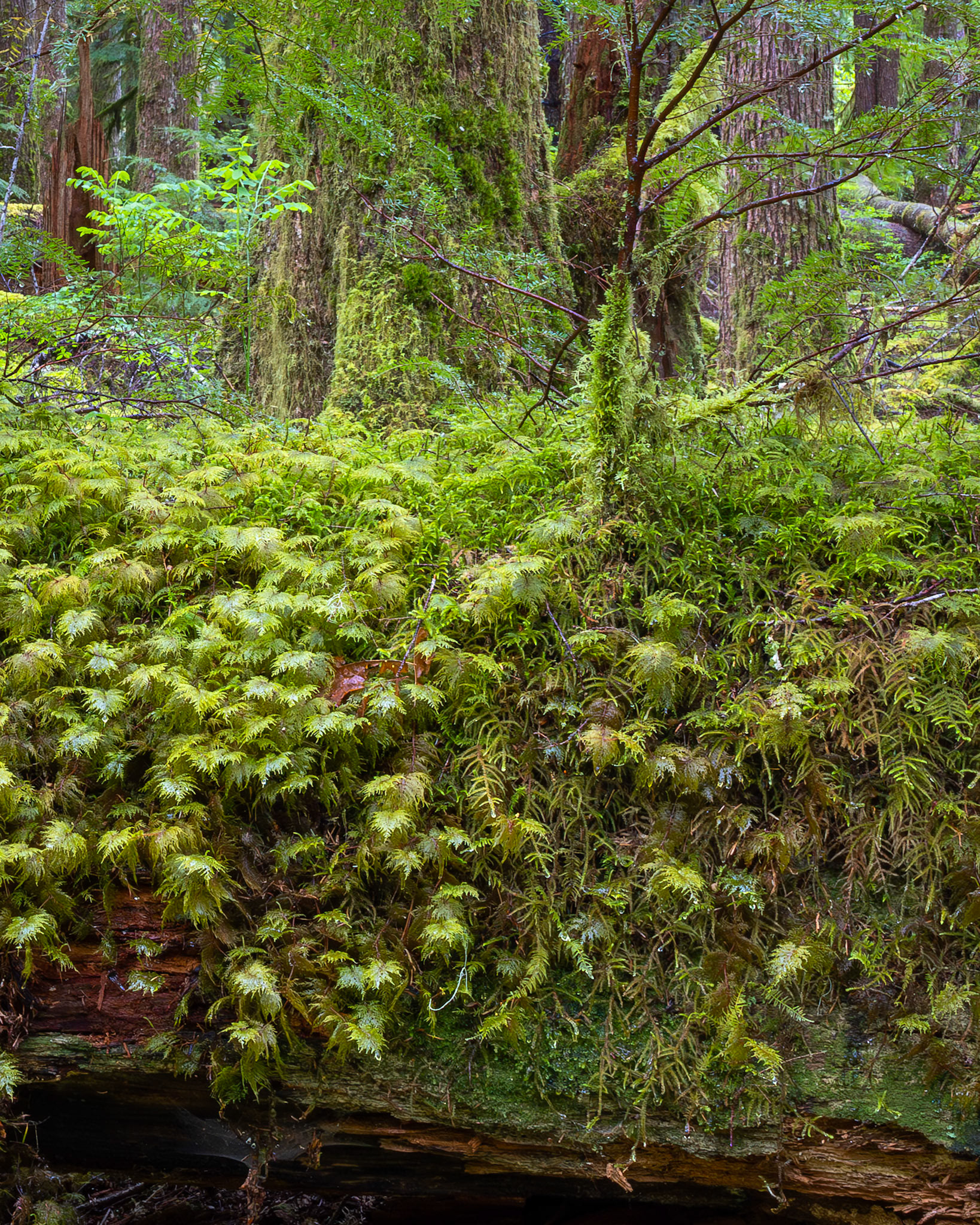 Ancient Groves