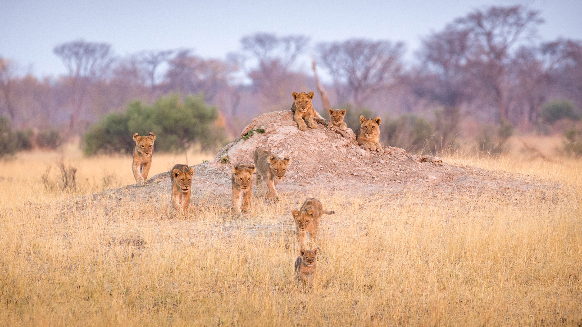 They have received permission to follow