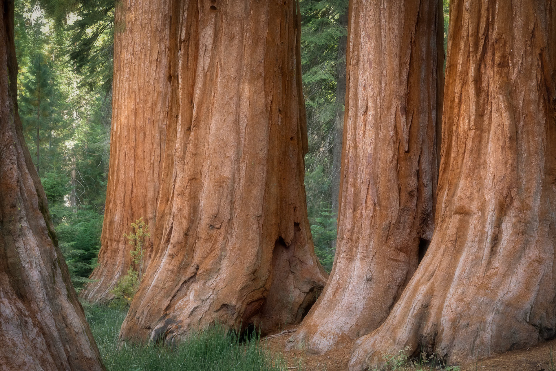 Mariposa Grove Giant Sequoia trees:  The "Bachelor and Three Graces"