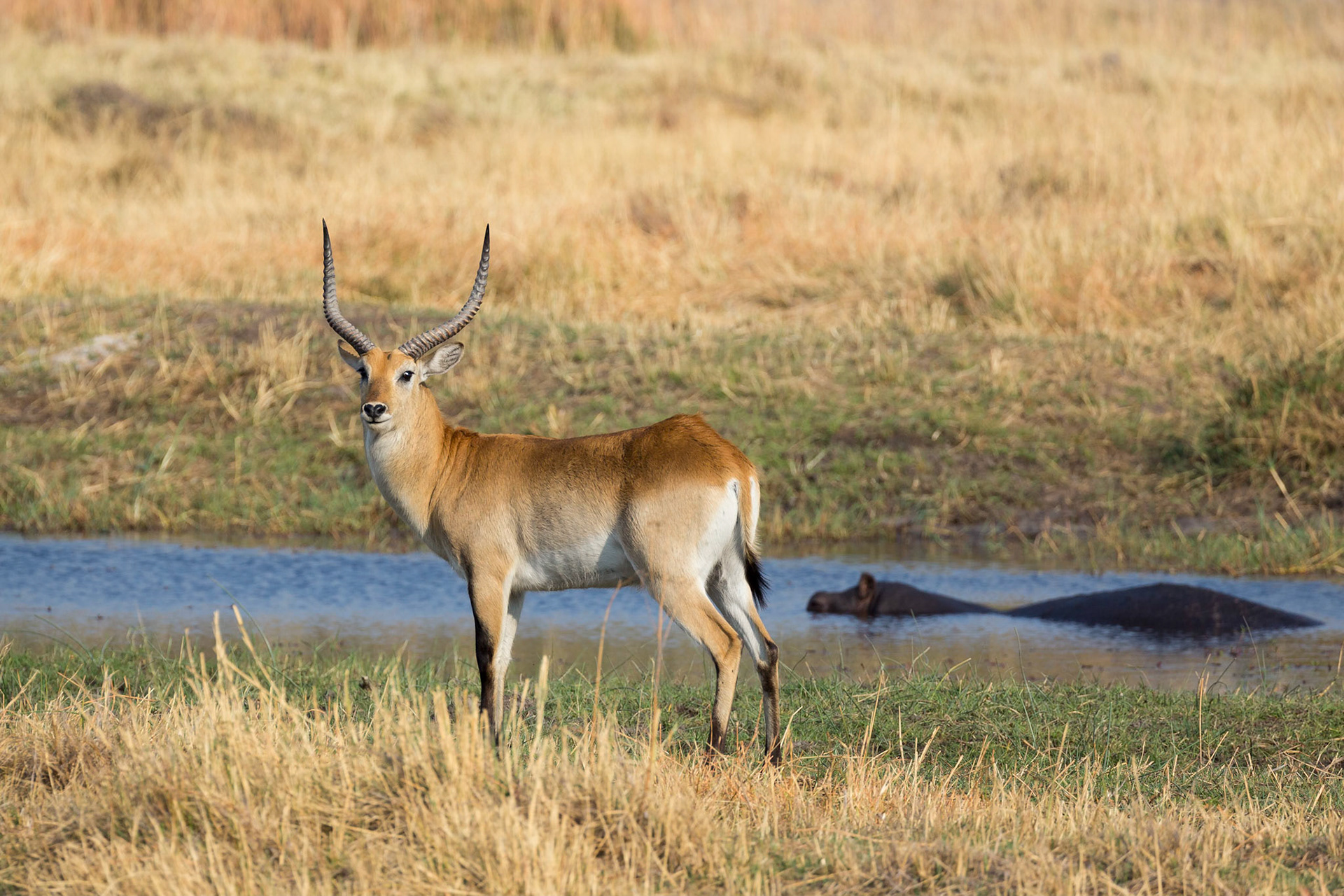 Red Lechwe