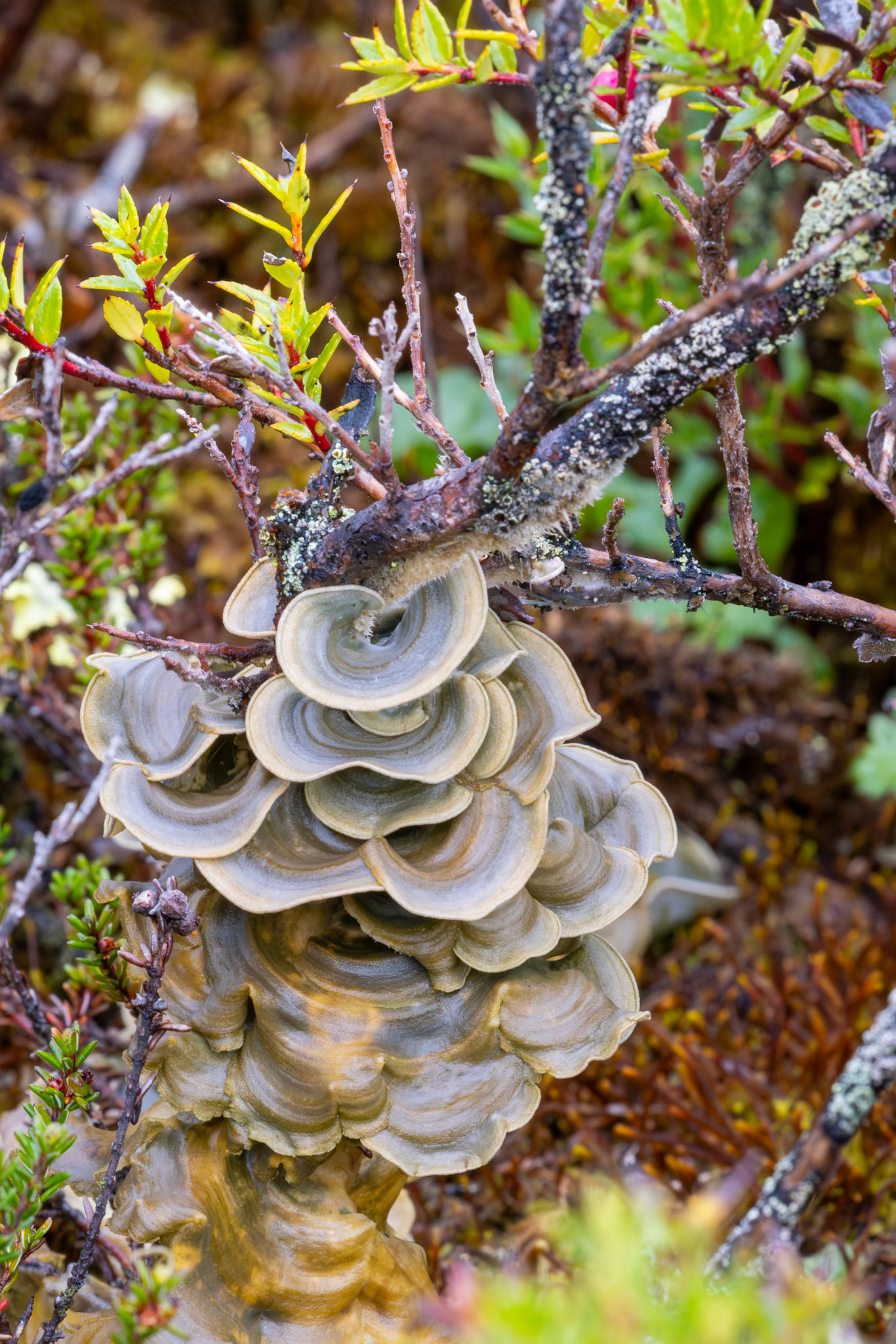 Heart Lichen