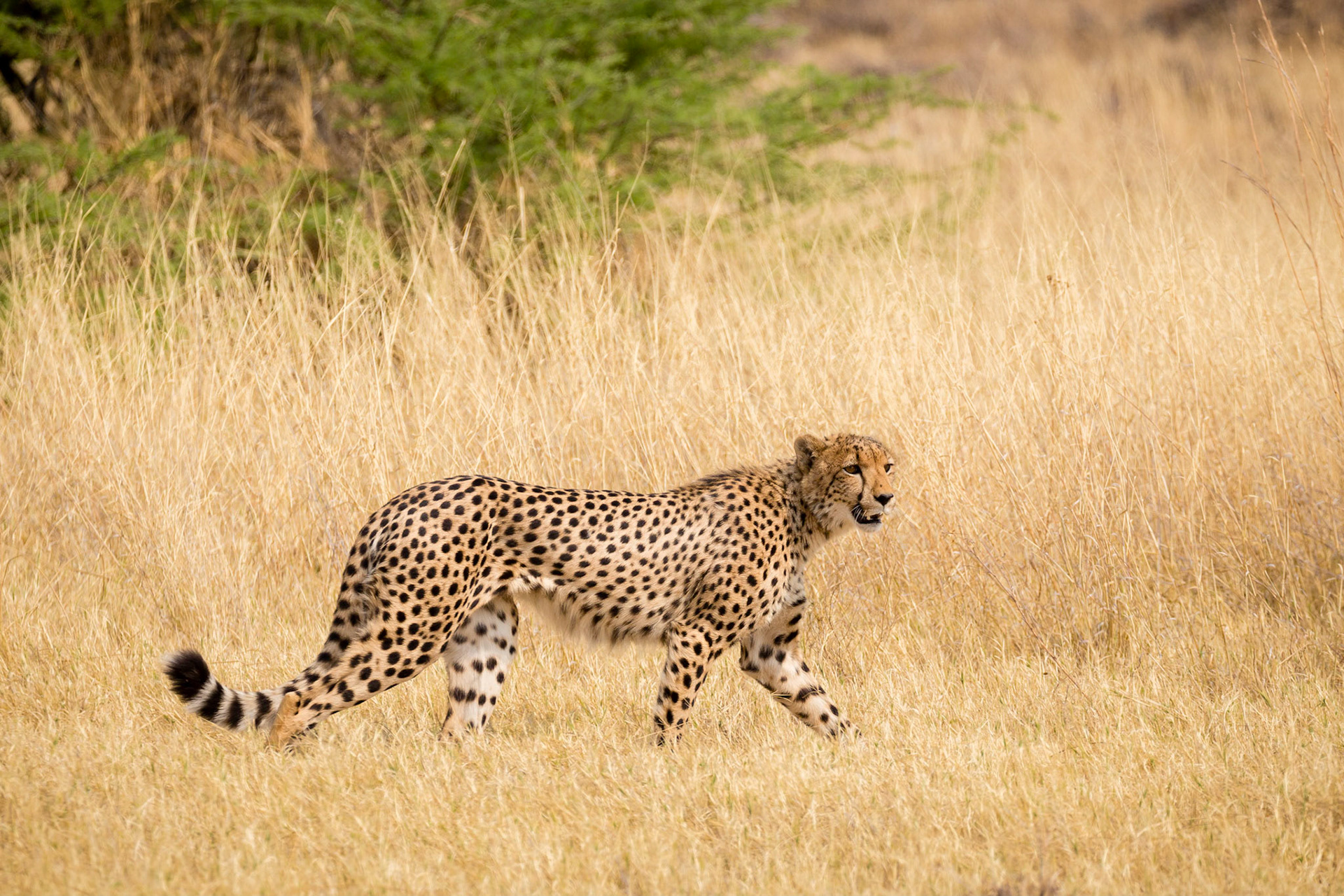 Cheetah