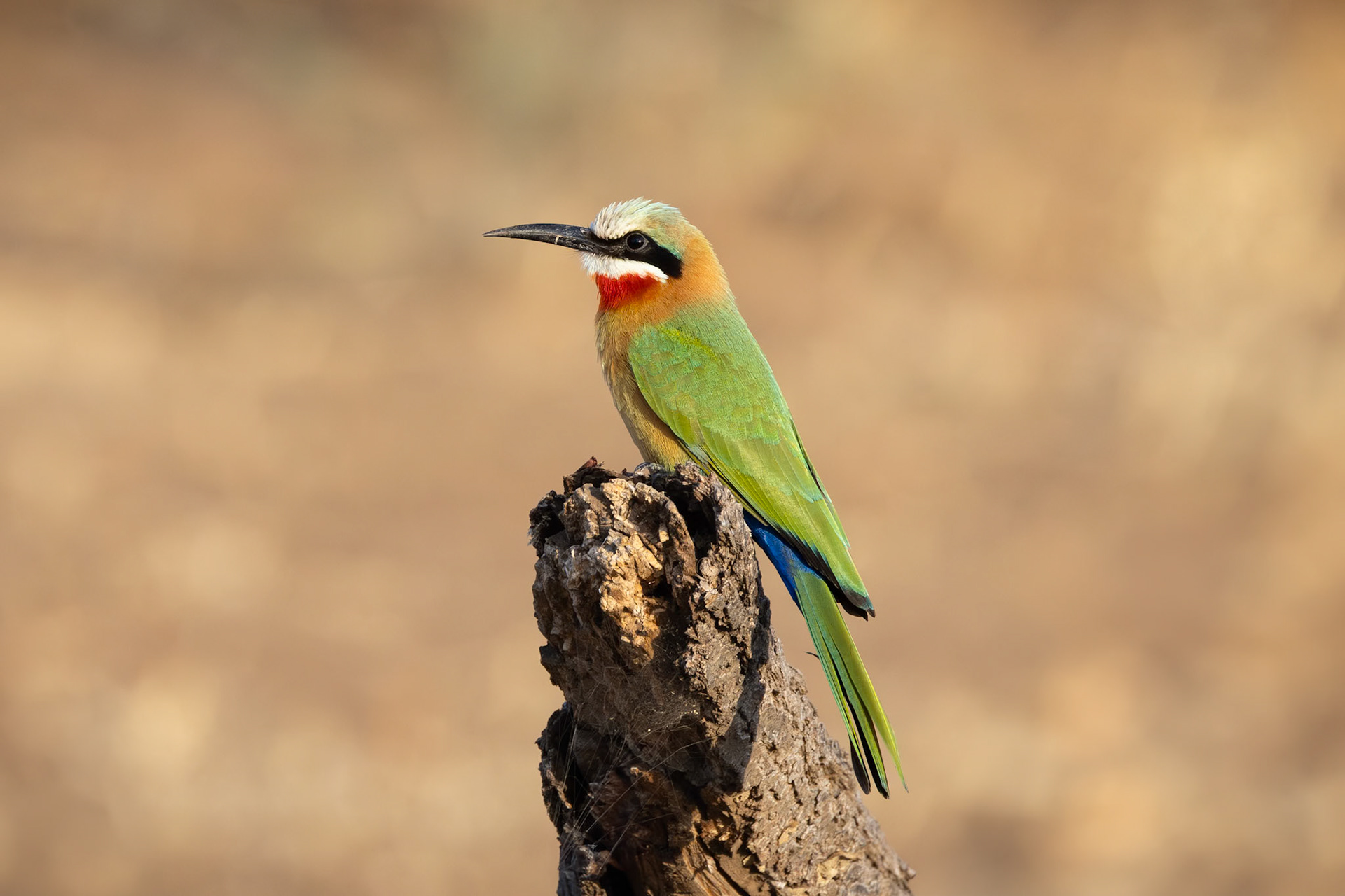 White-Fronted Bee-Eater