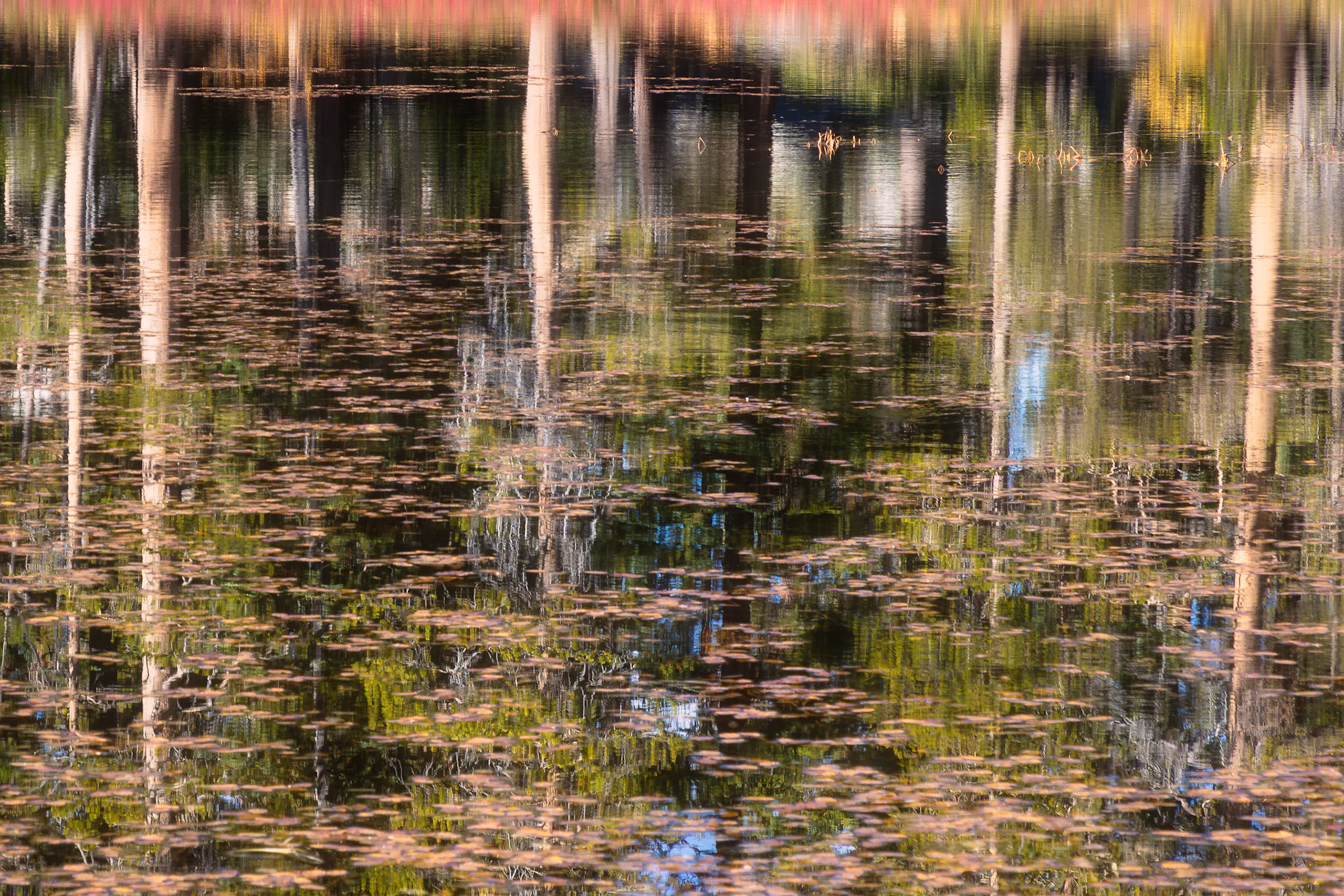 Siesta Lake Reflections