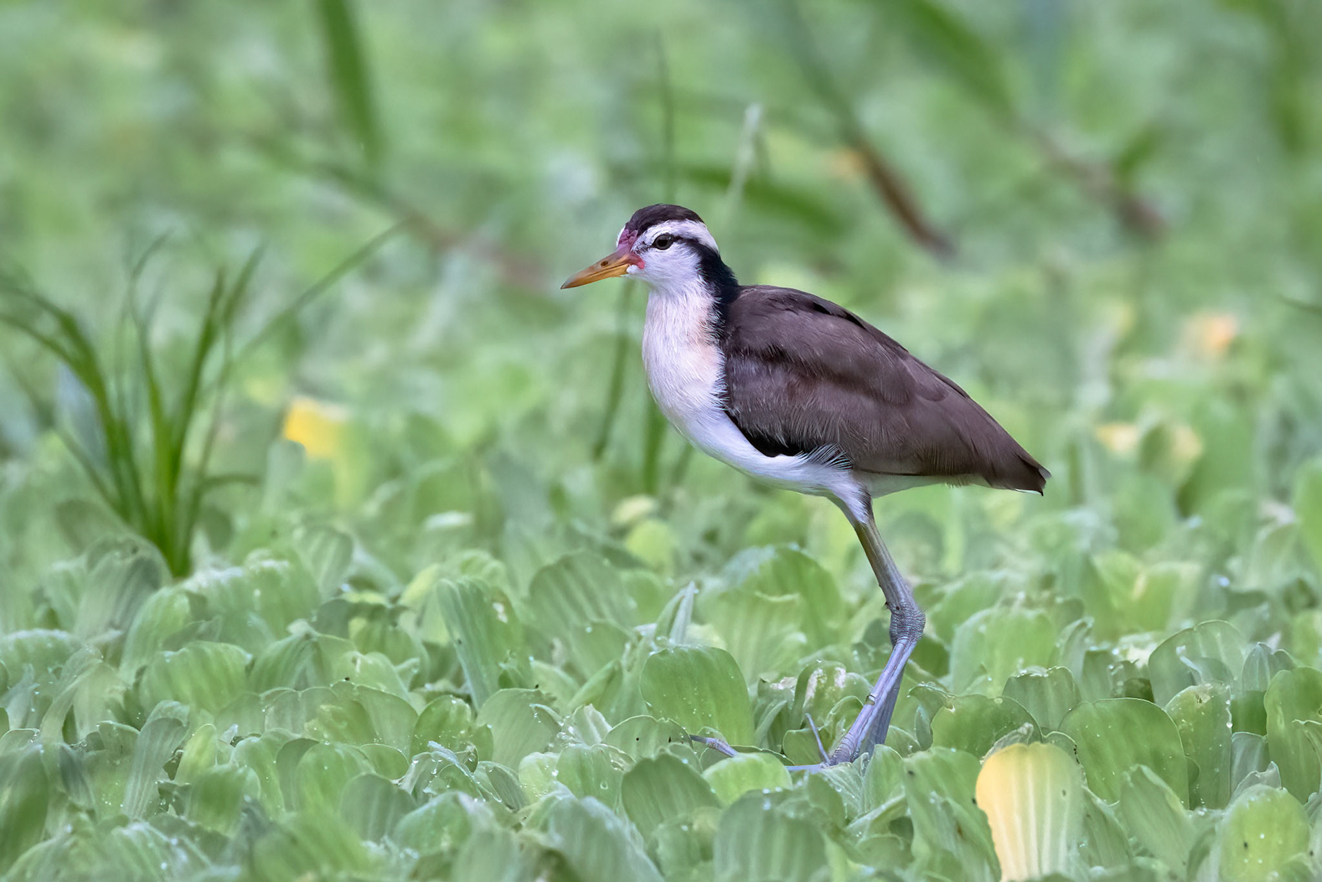 Inmature Whattled Jacana