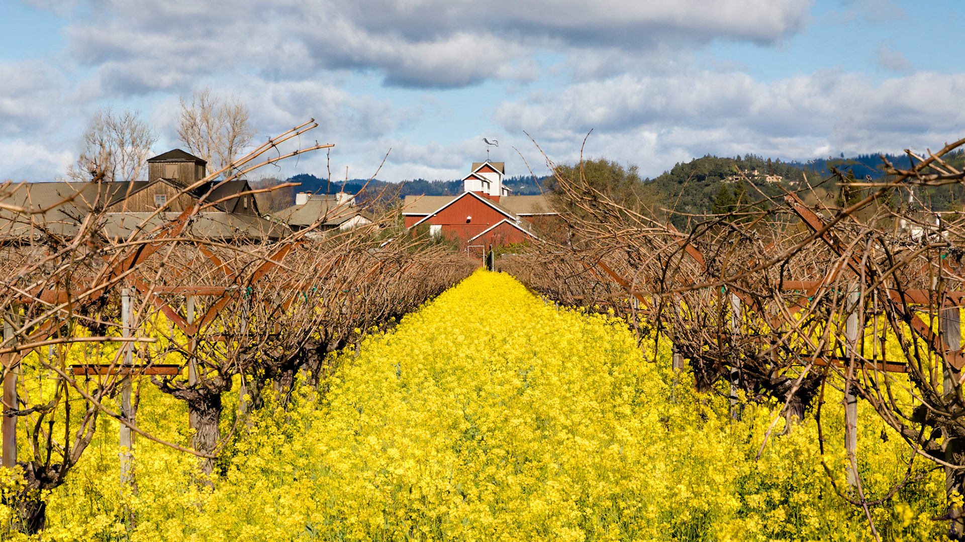 Frog's Leap Winery, Napa Co.