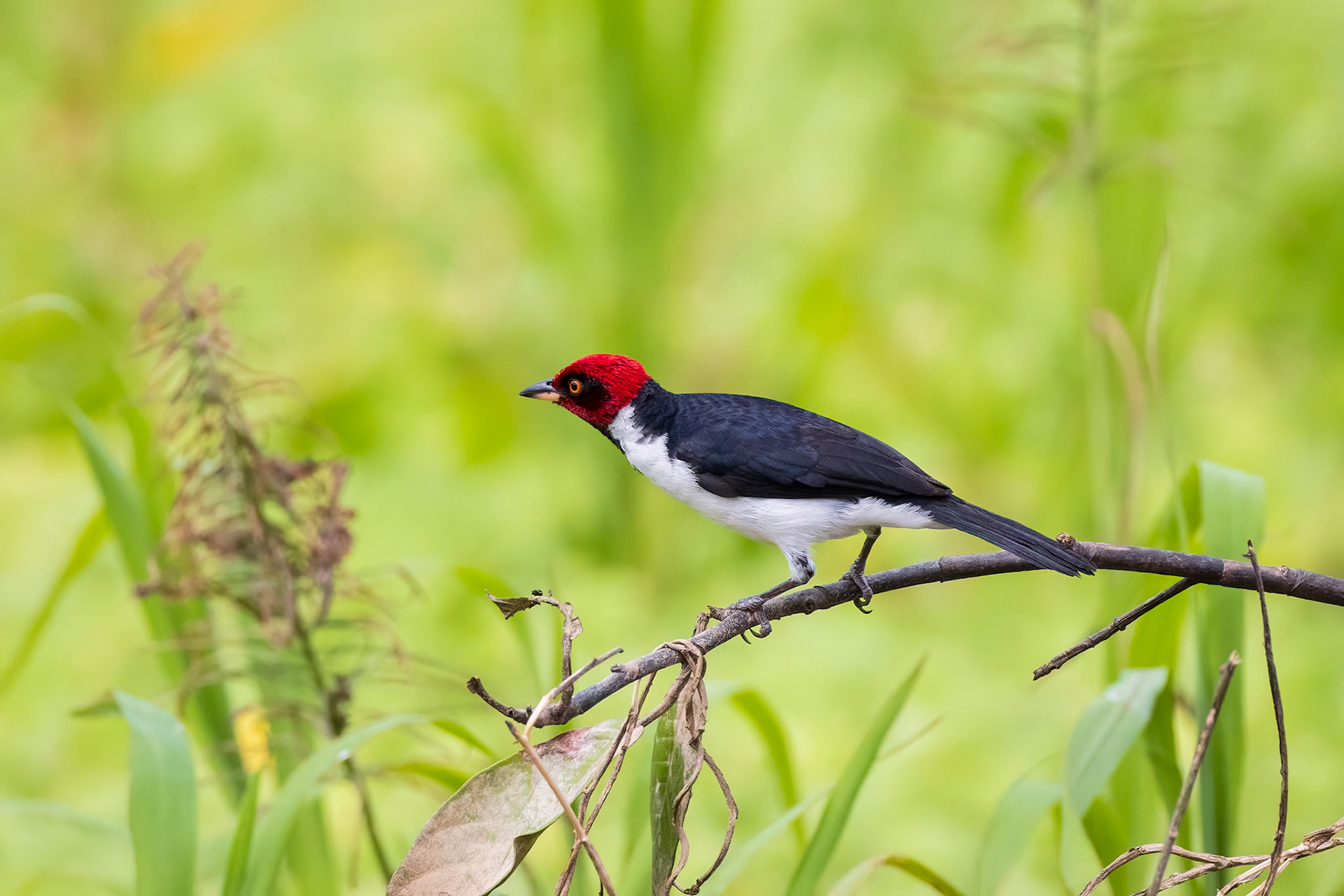 Red-capped Cardinal