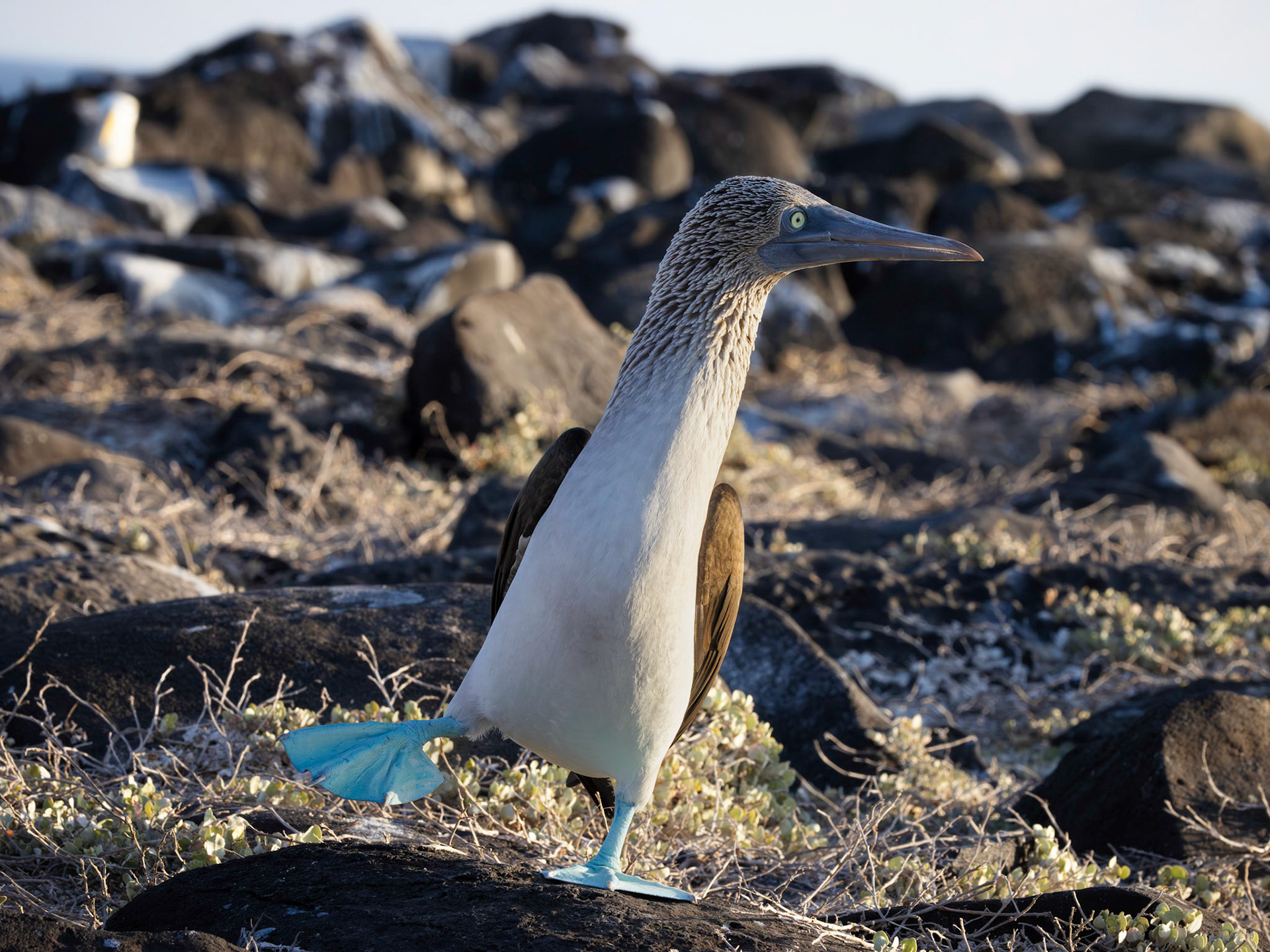 Blue-footed Booby