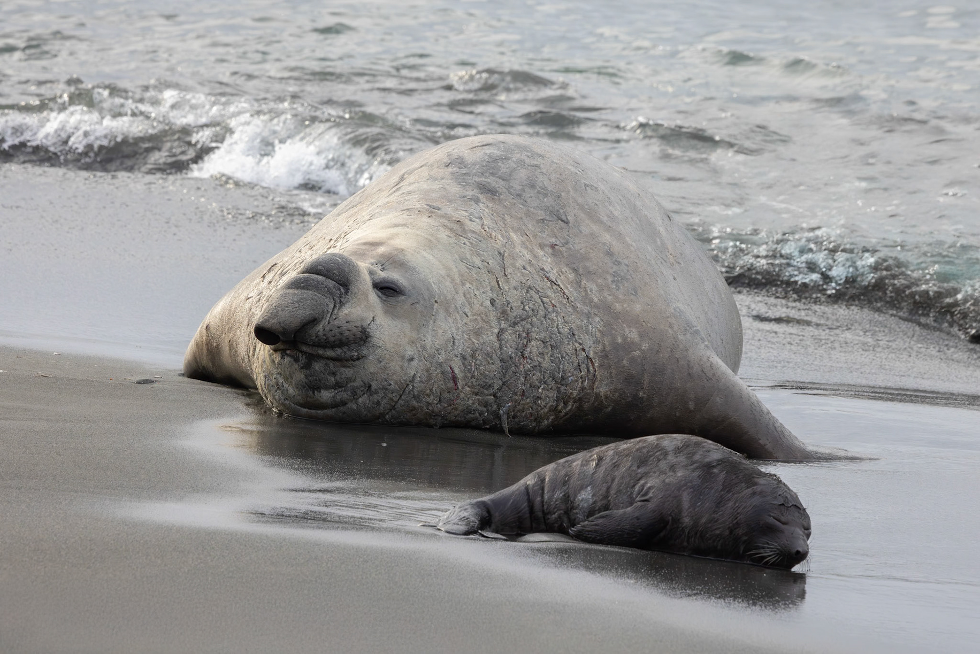 Male Elephant Seal and newborn pup