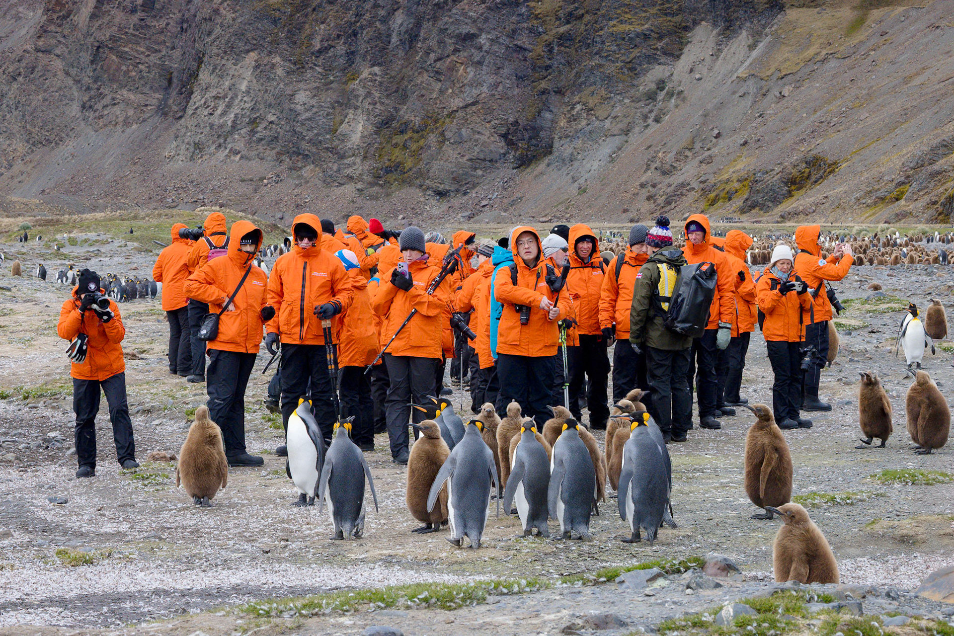 Fortuna Bay King Penguin Colony