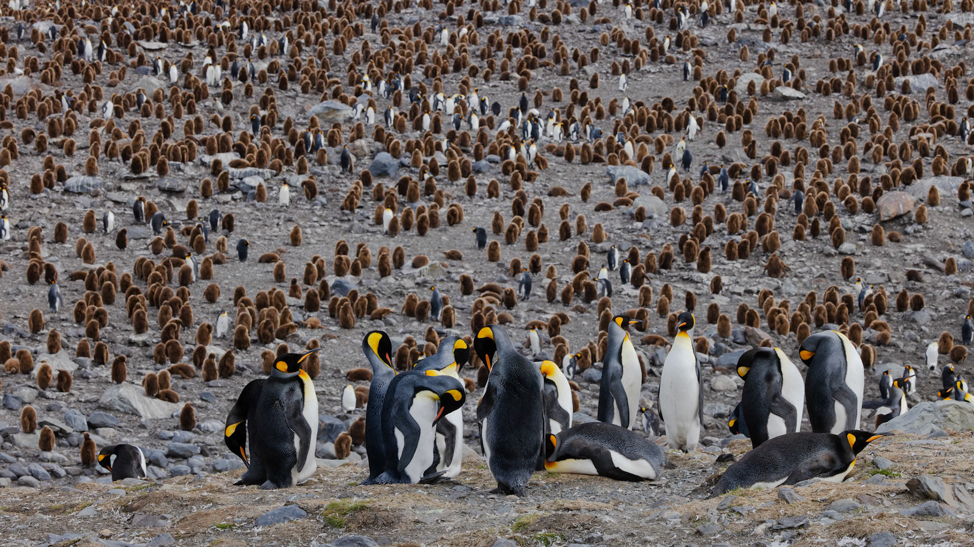 King Penguin Colony, St Andrews Bay, South Georgia Island
