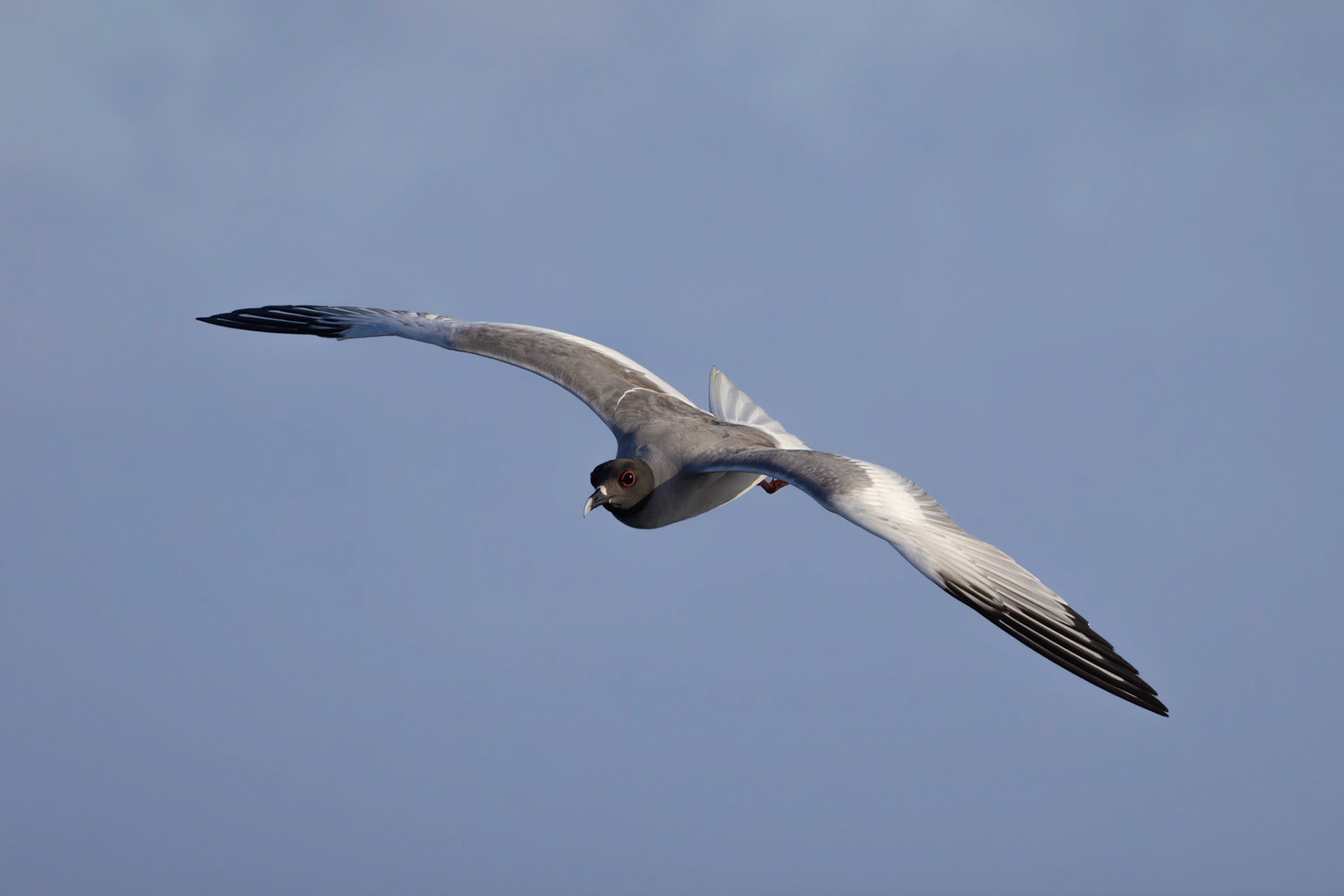 Swallow-tailed Gull