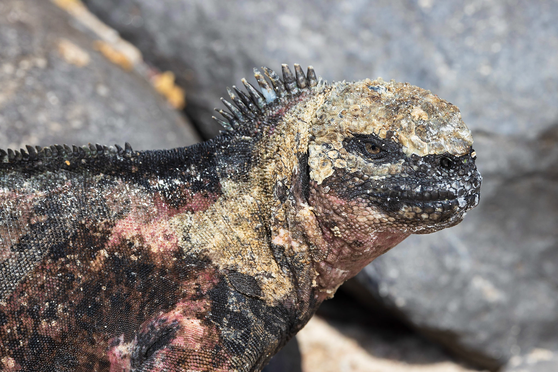 Marine Iguana