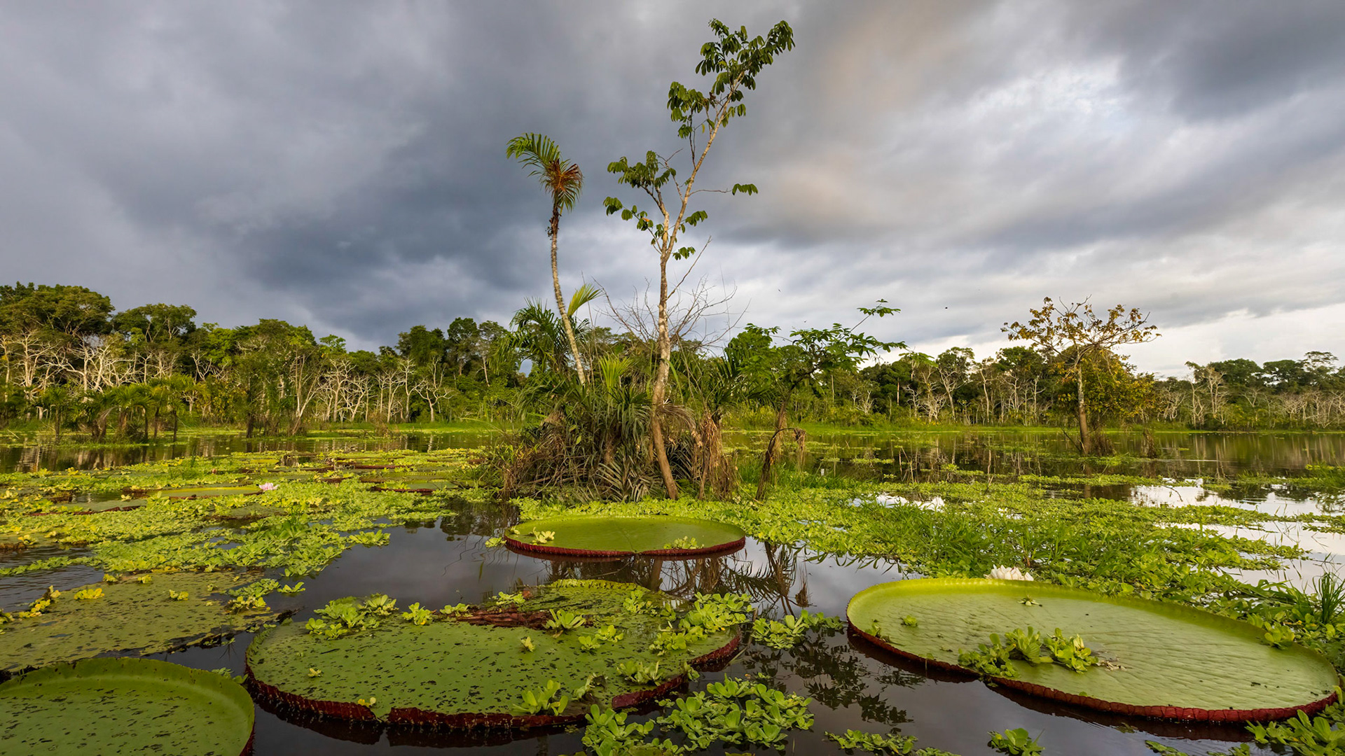 Giant (Victoria Amazonia) Water Lily