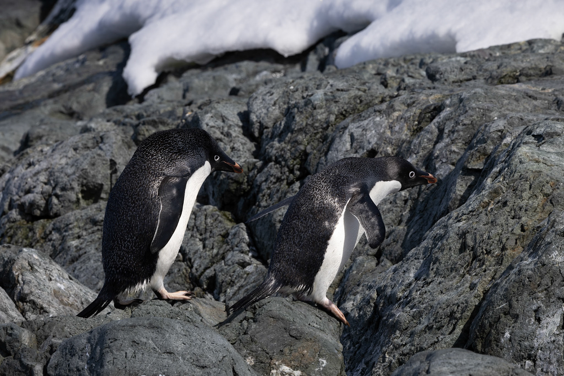 Adelie Penguin