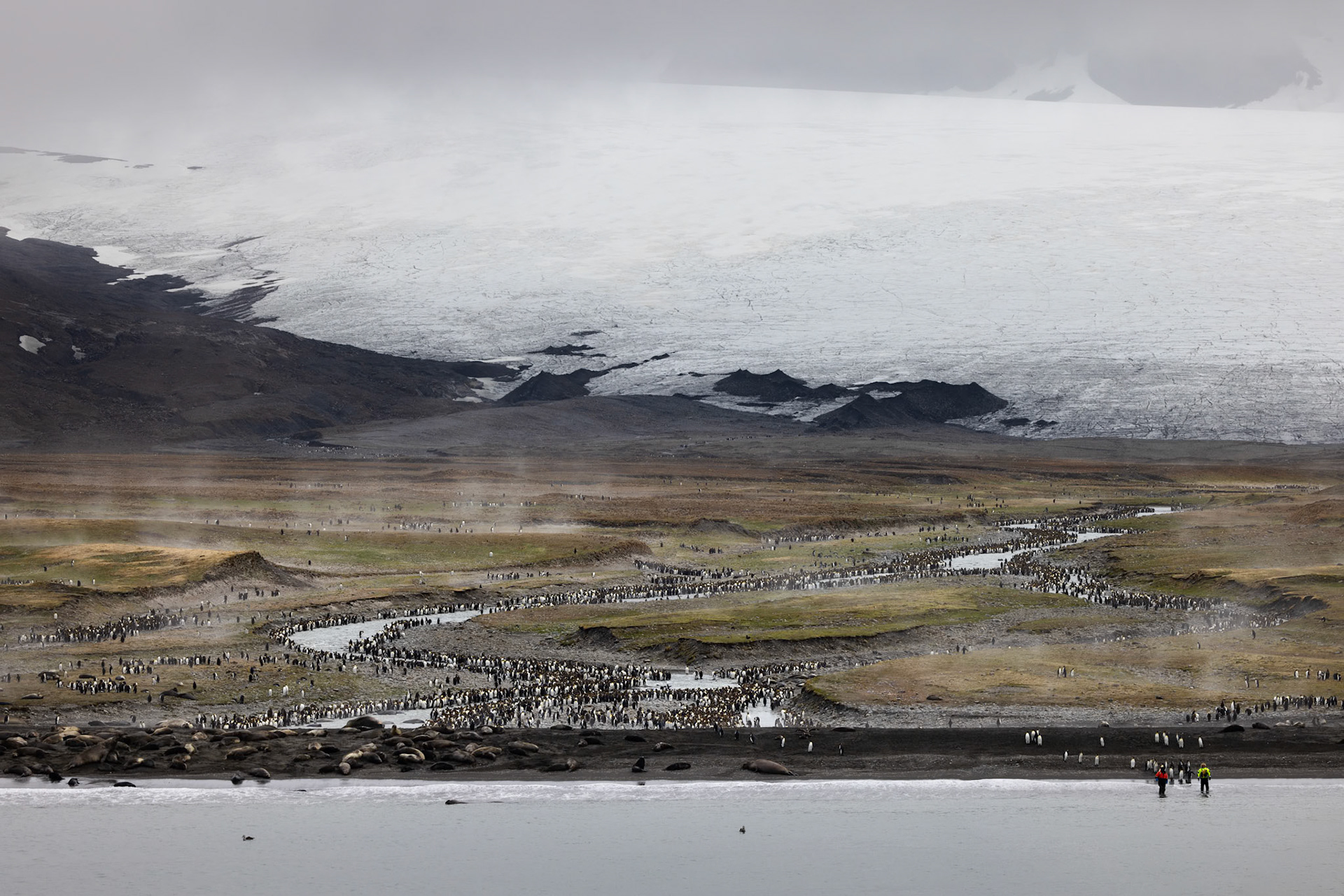 King Penguin Colony, St. Andrews Bay, South Georgia Island