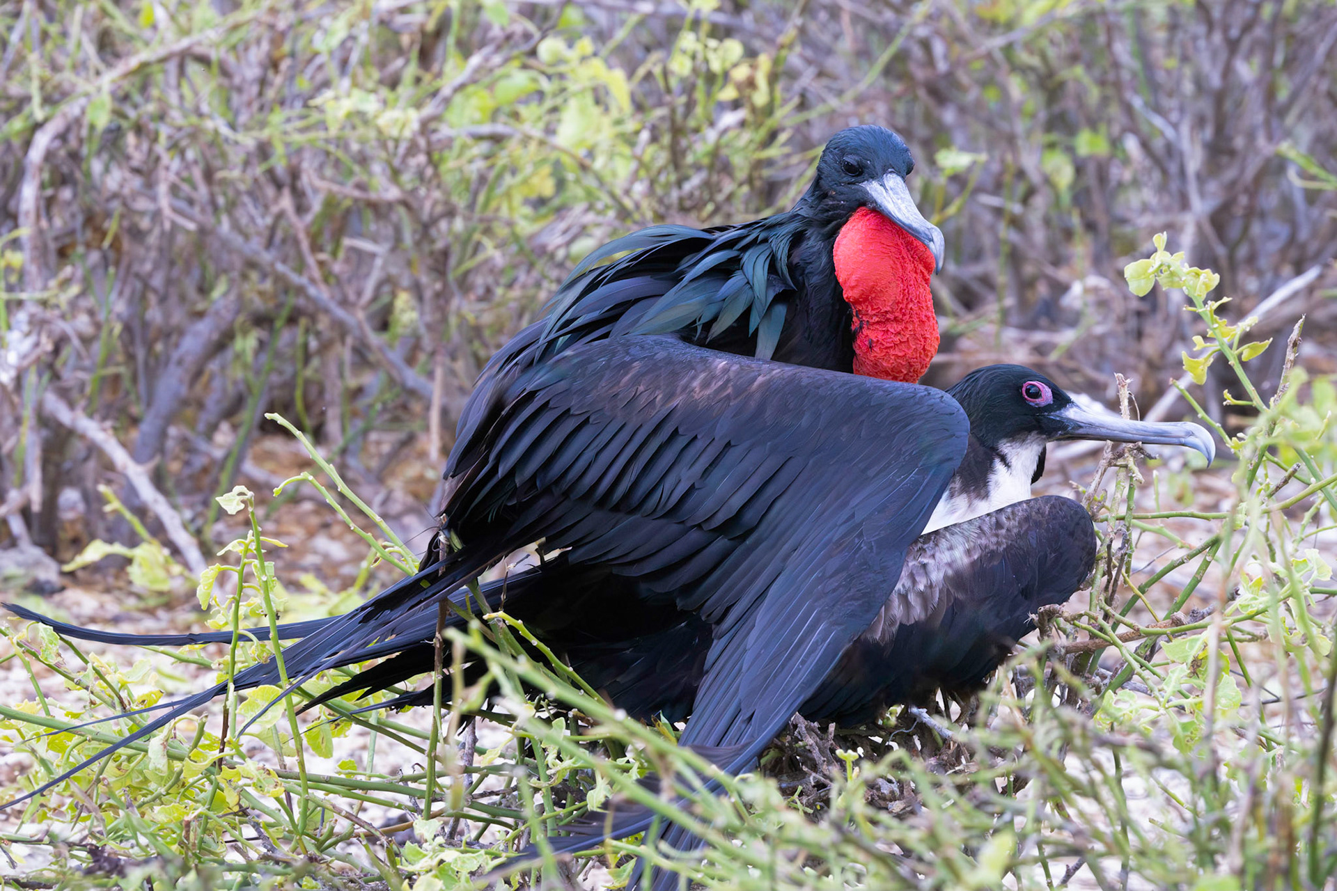 Great Frigatebird