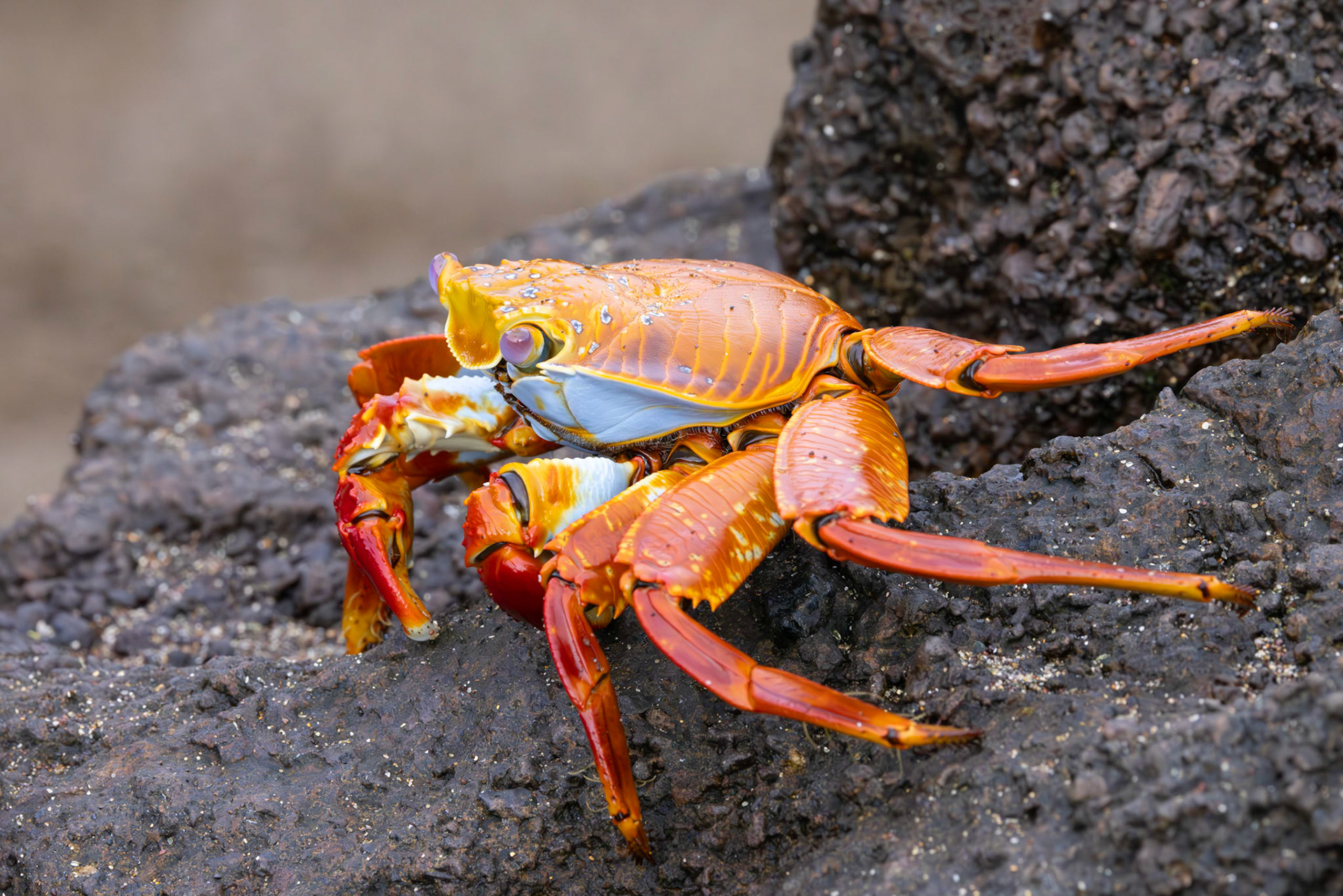 Sally LIghtfoot Crab