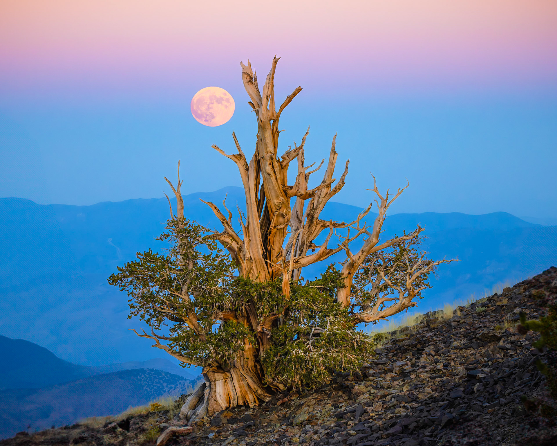 Bristlecone Pine Full Moon Rise
