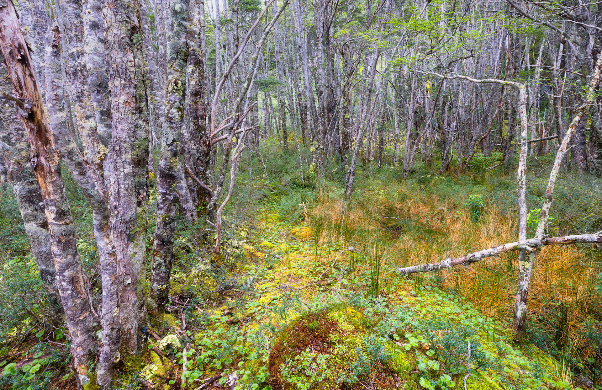 Magellanic Subpolar Forest