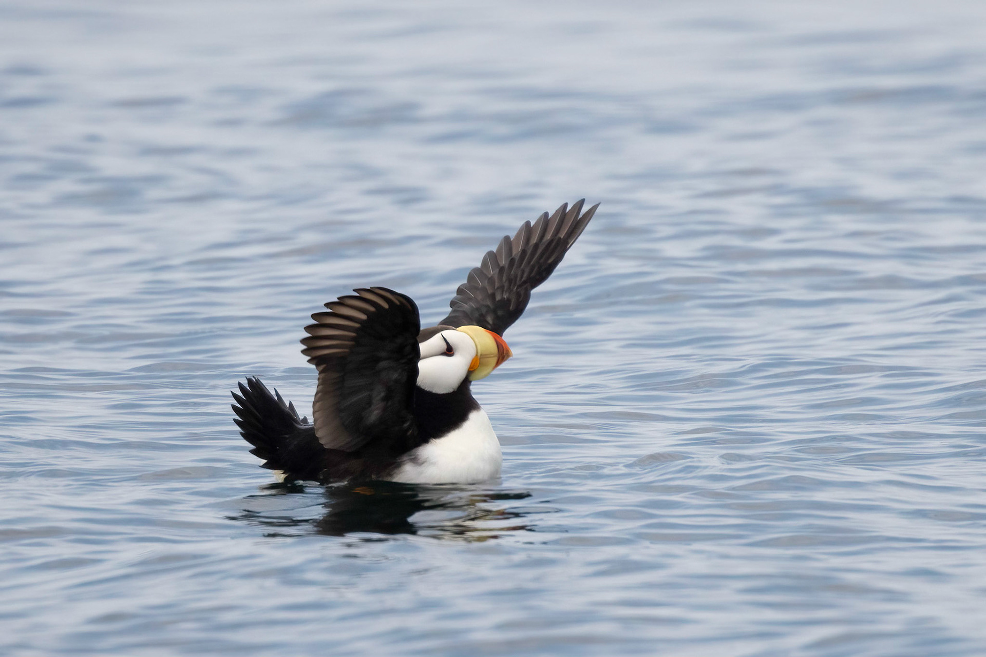 Horned Puffin