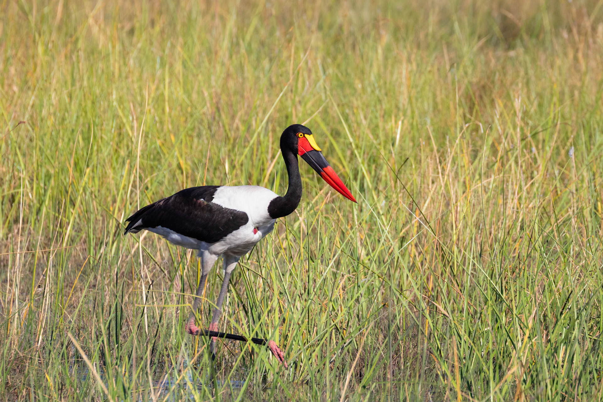 Saddle-billed Stork