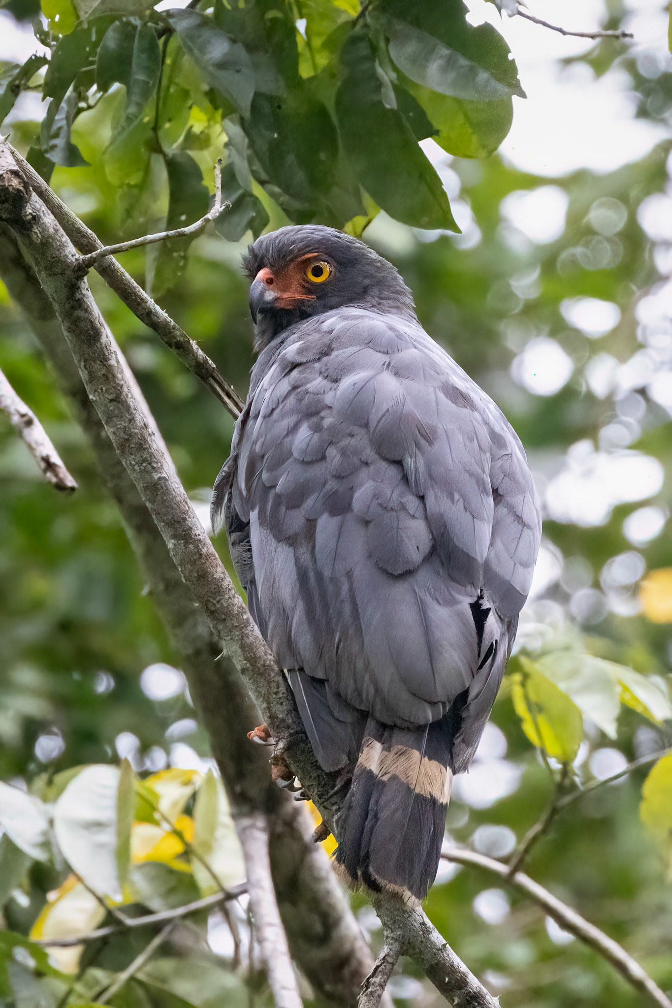 Crane Hawk