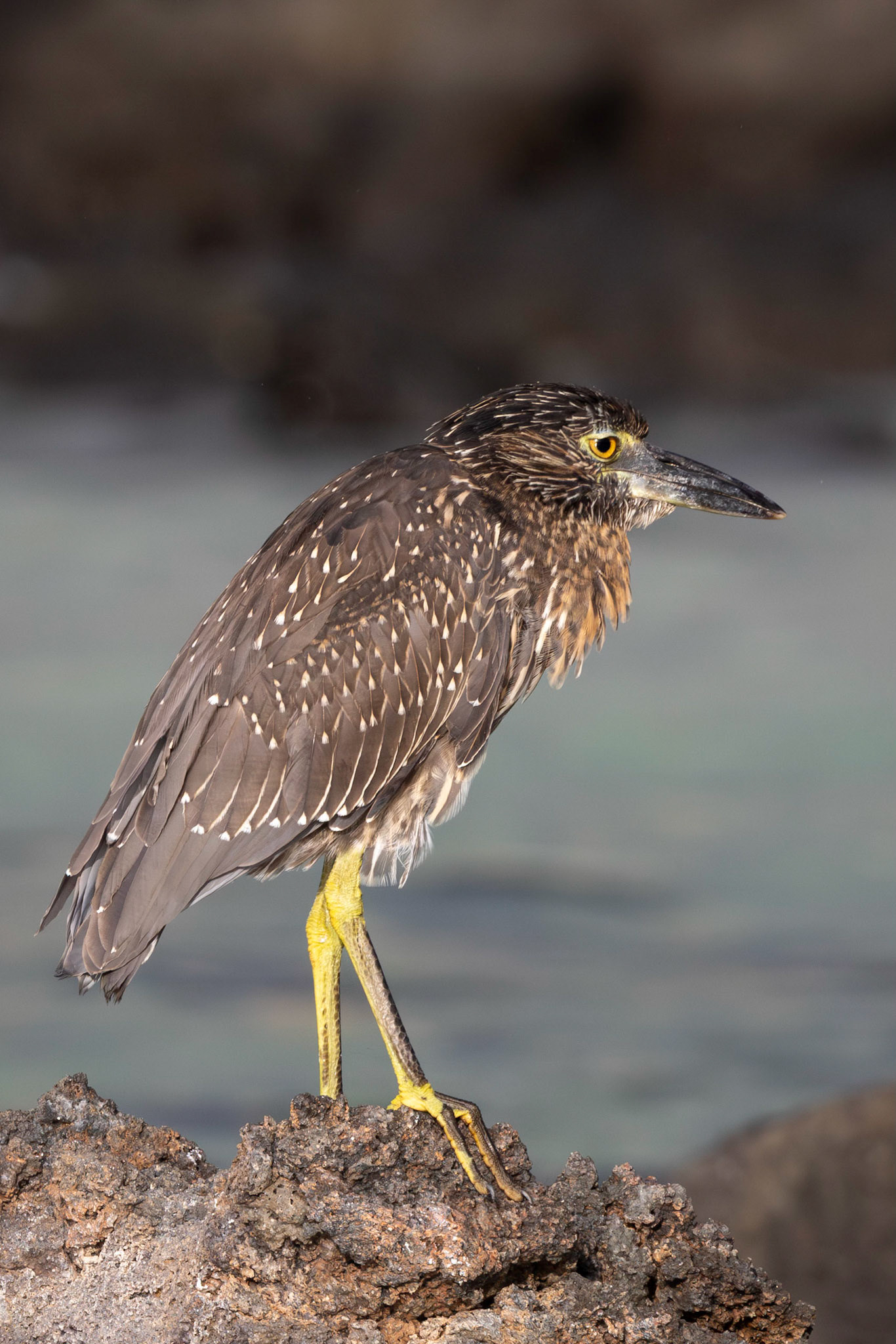 Striated Heron