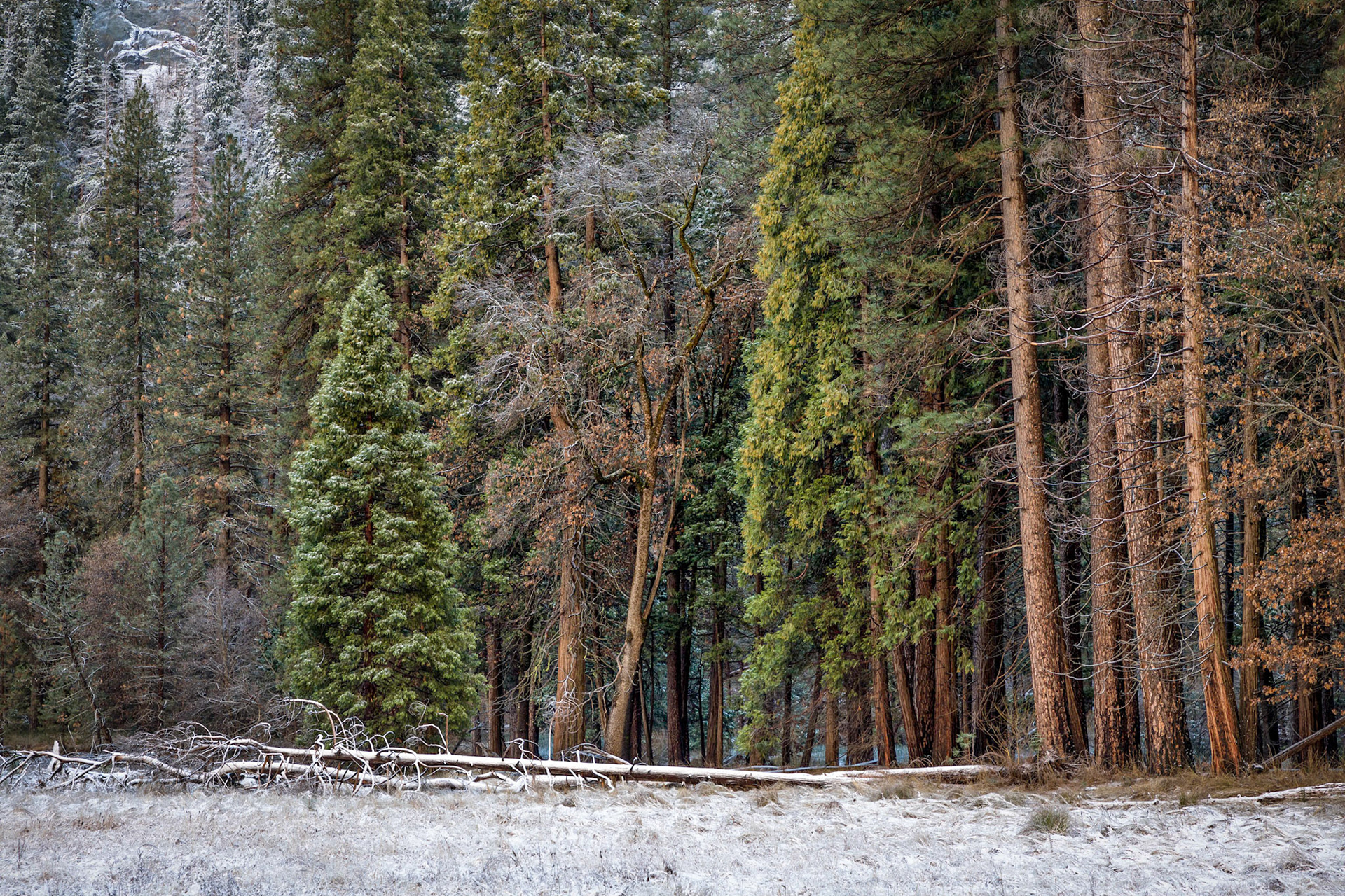 Beetle Damage. Yosemite Valley