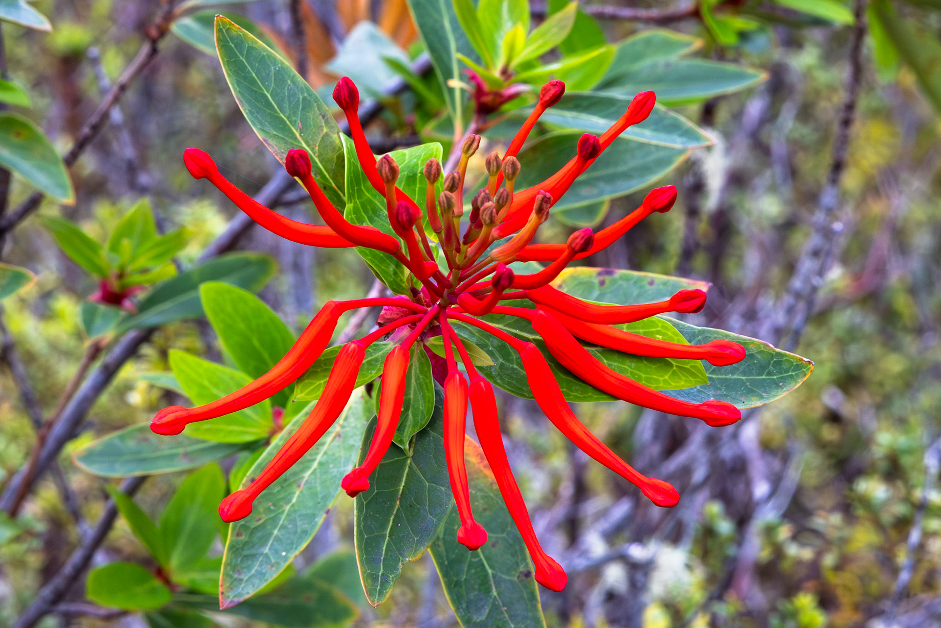 Chilean Fire Bush