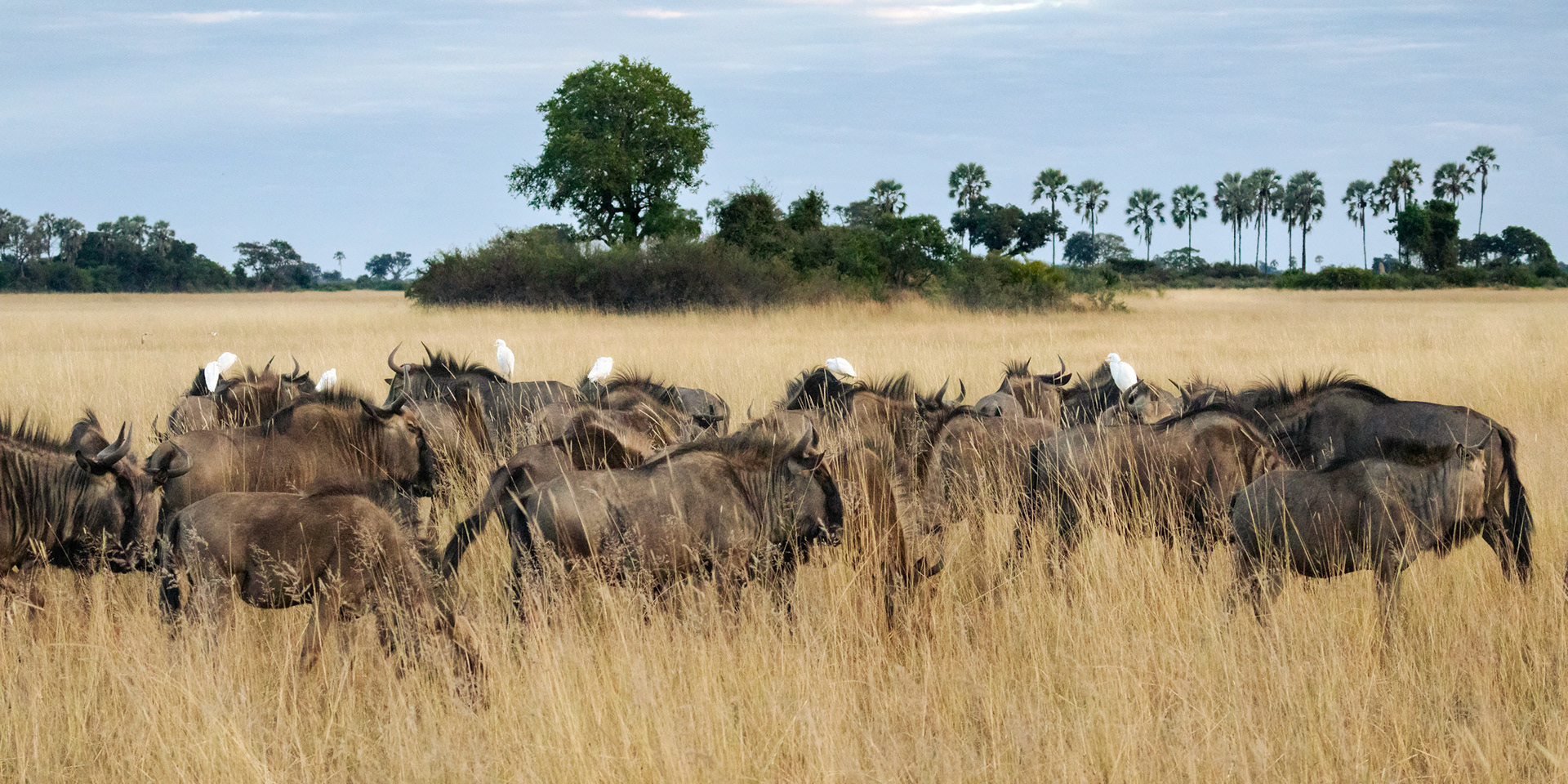 Blue Wildebeest and Cattle Egrets